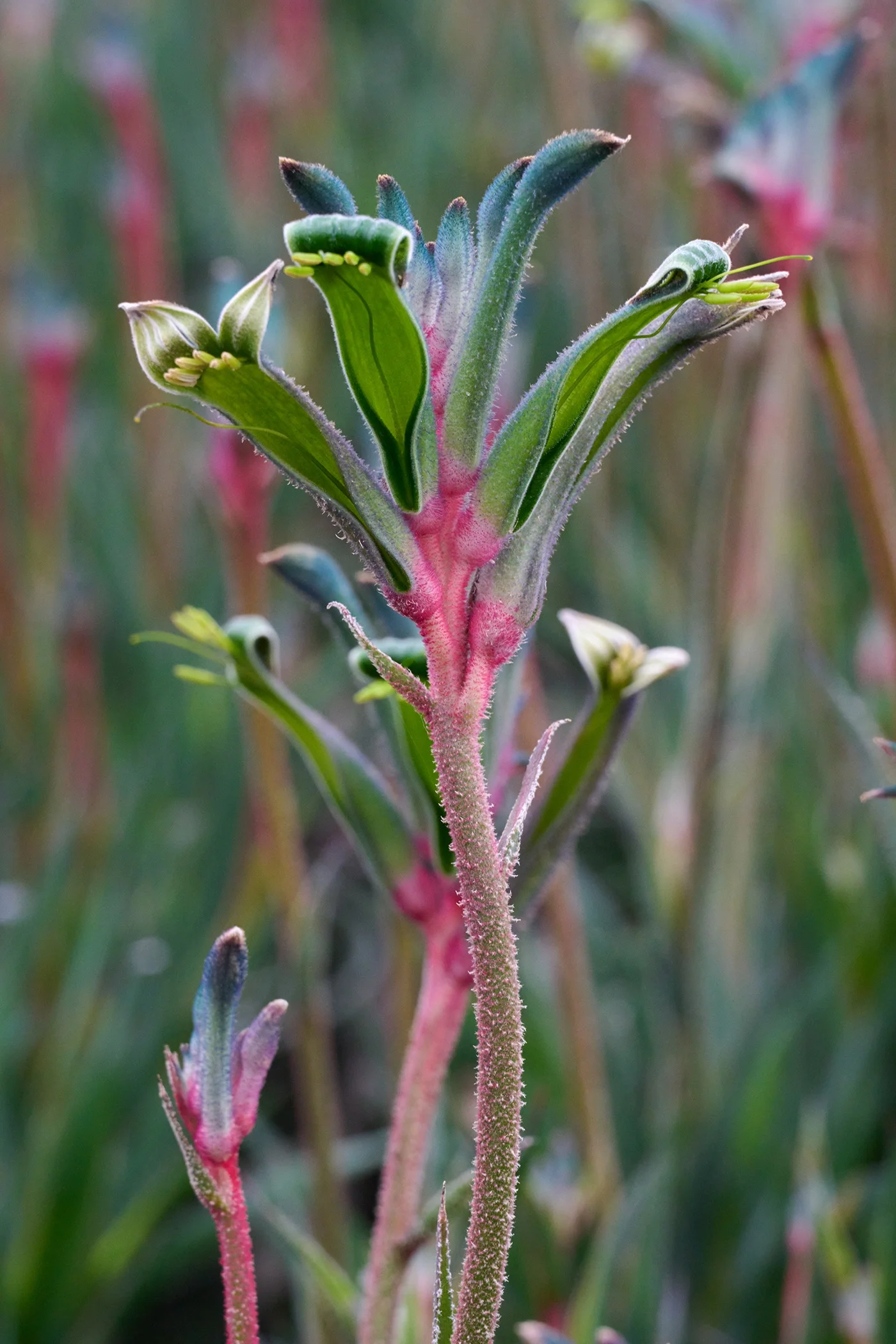 © Monrovia by Brandon Friend-Solis