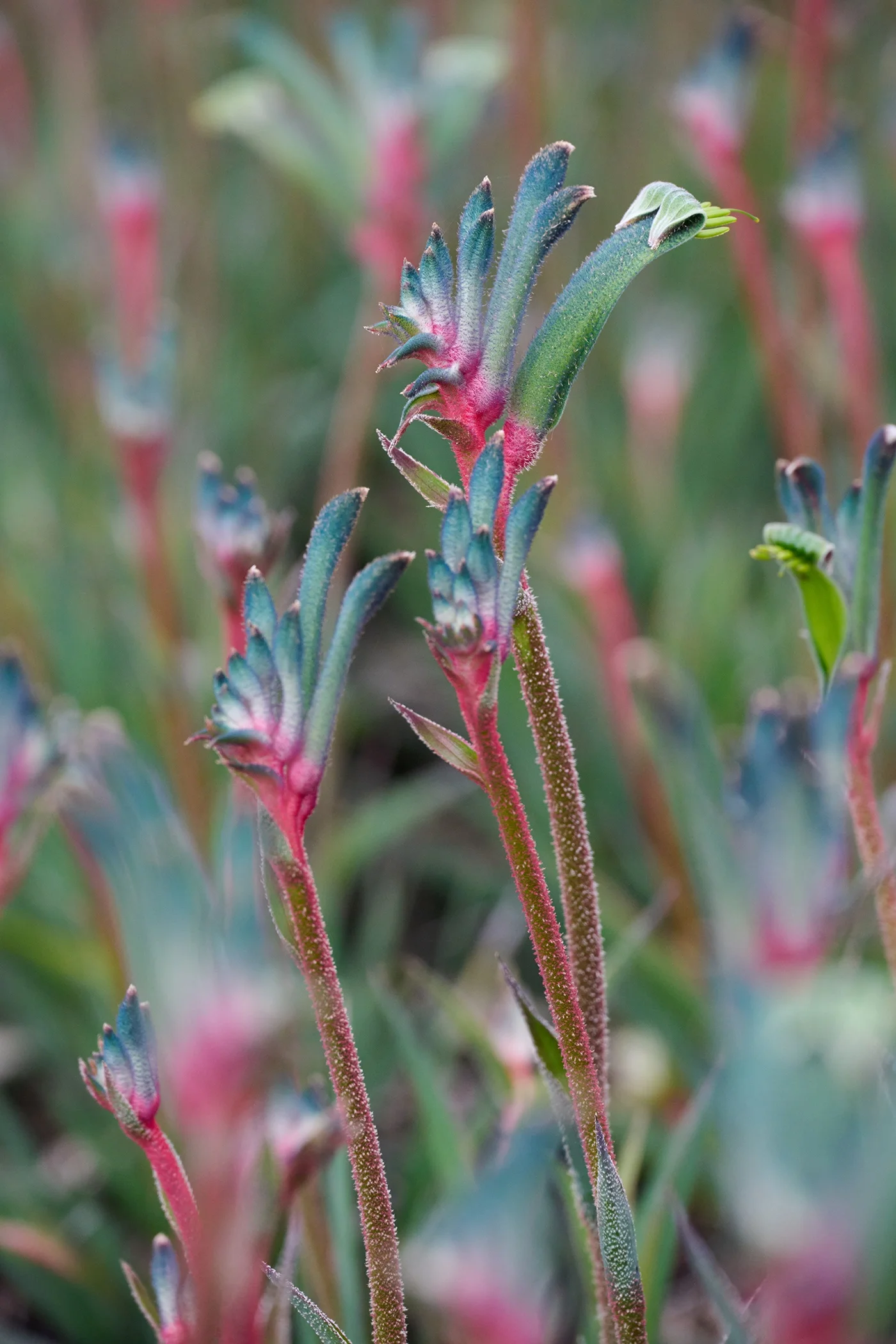 © Monrovia by Brandon Friend-Solis