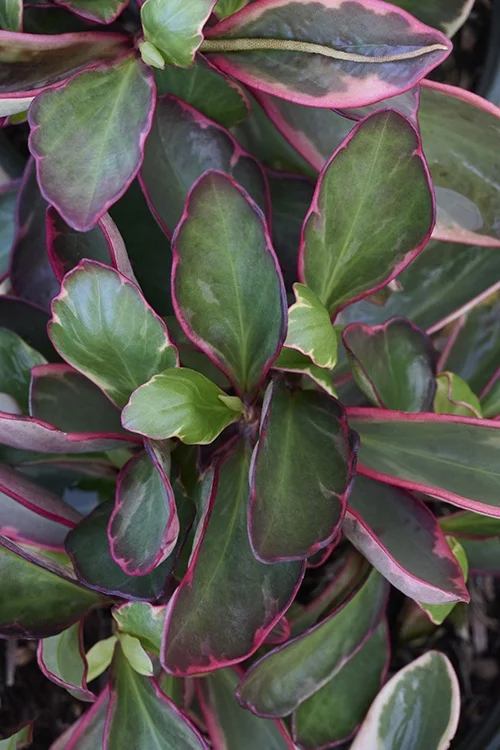 ©Monrovia, by Brandon Friend-Solis