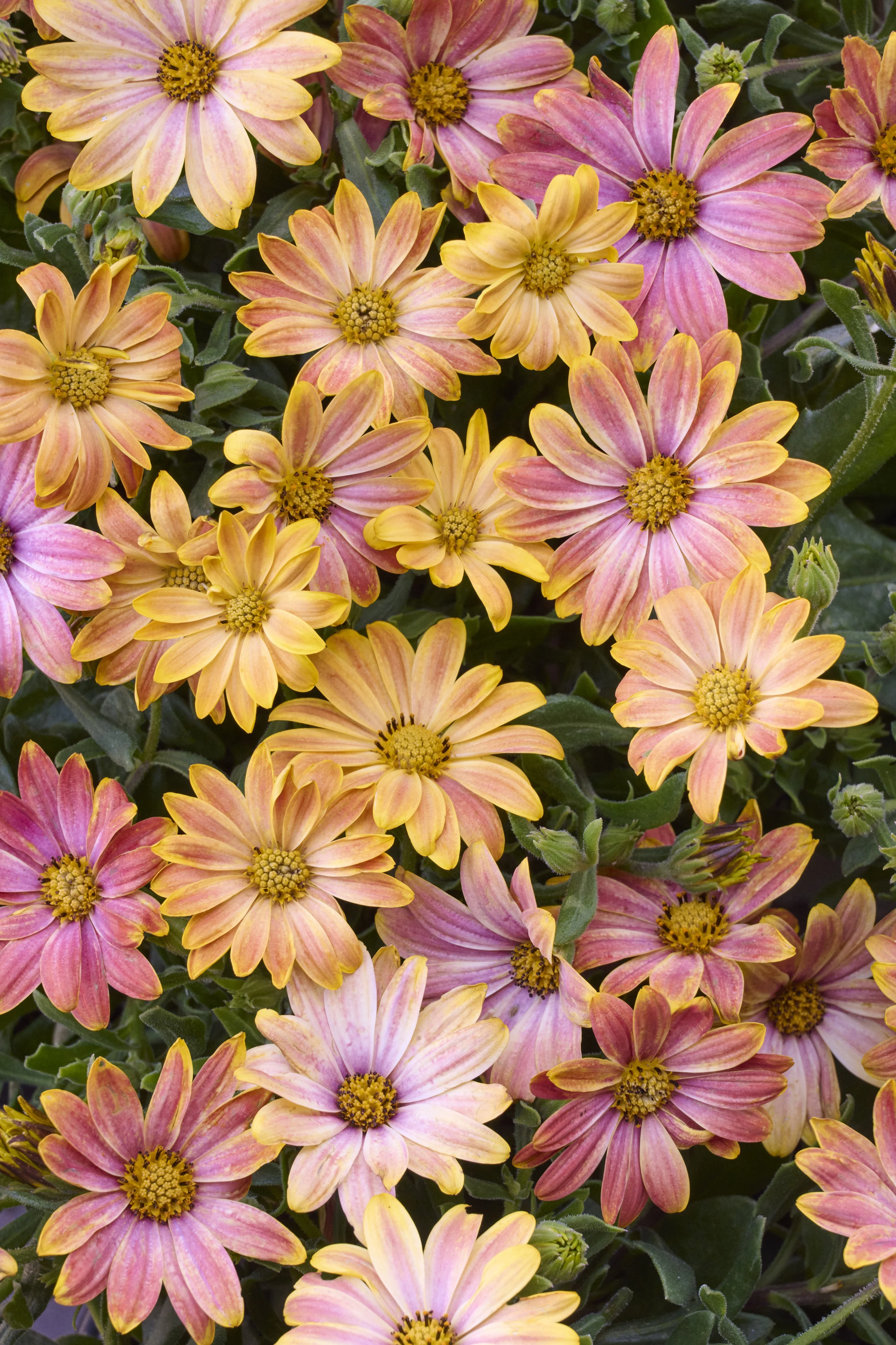 © Monrovia by Brandon Friend-Solis