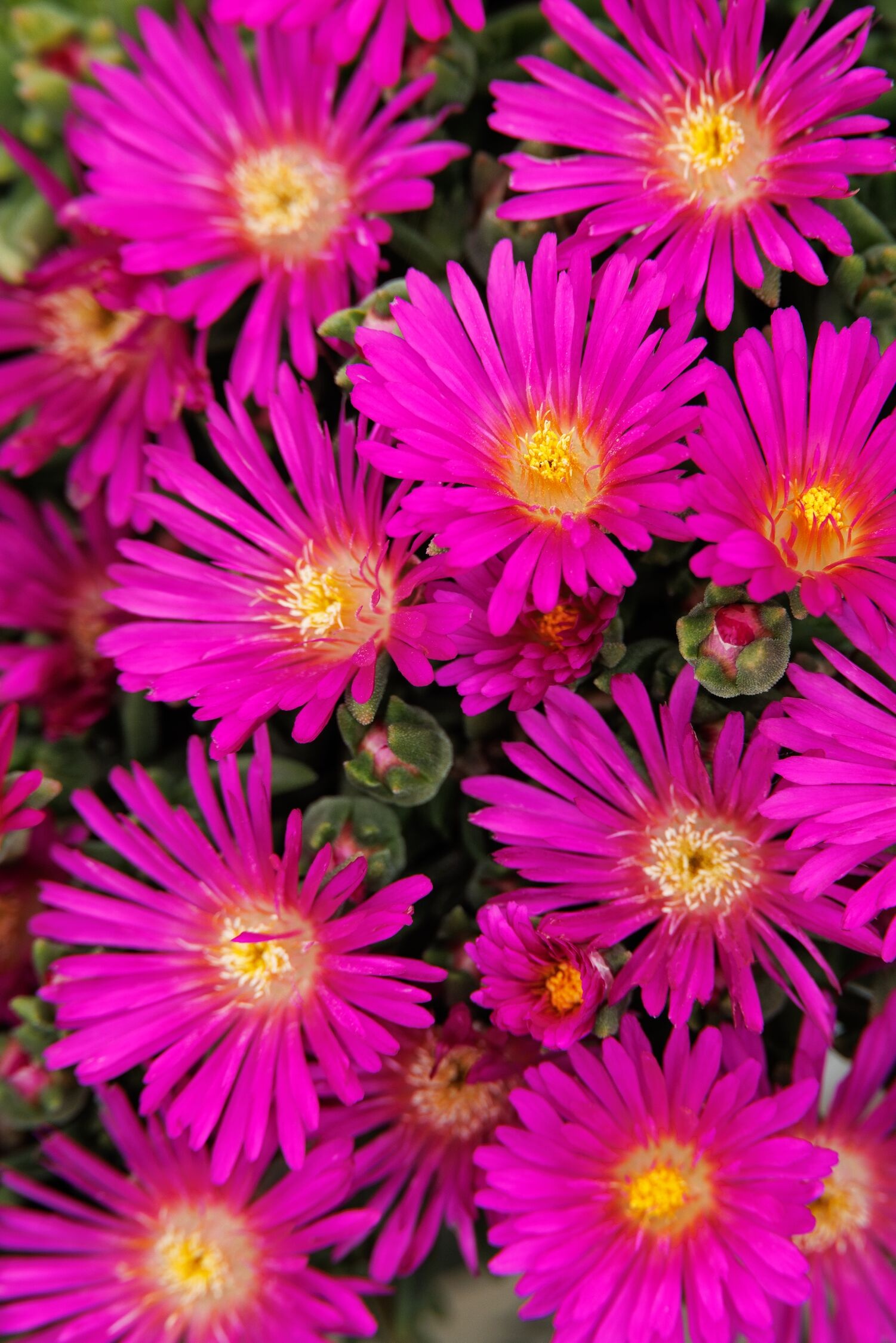 Ocean Sunset™ Violet Ice Plant, Delosperma nubigenum 'T1854' PP