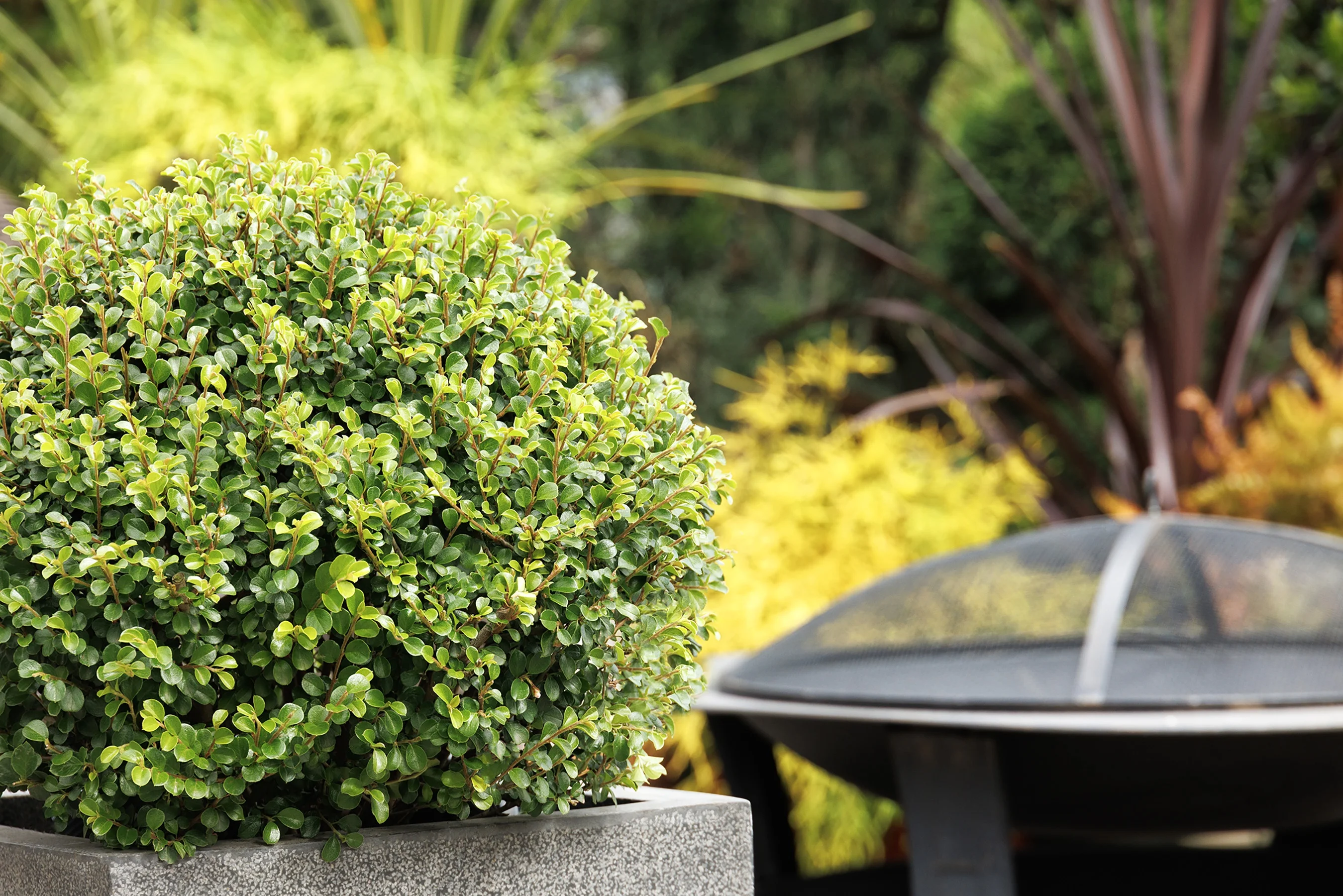 © Monrovia by Doreen Wynja 