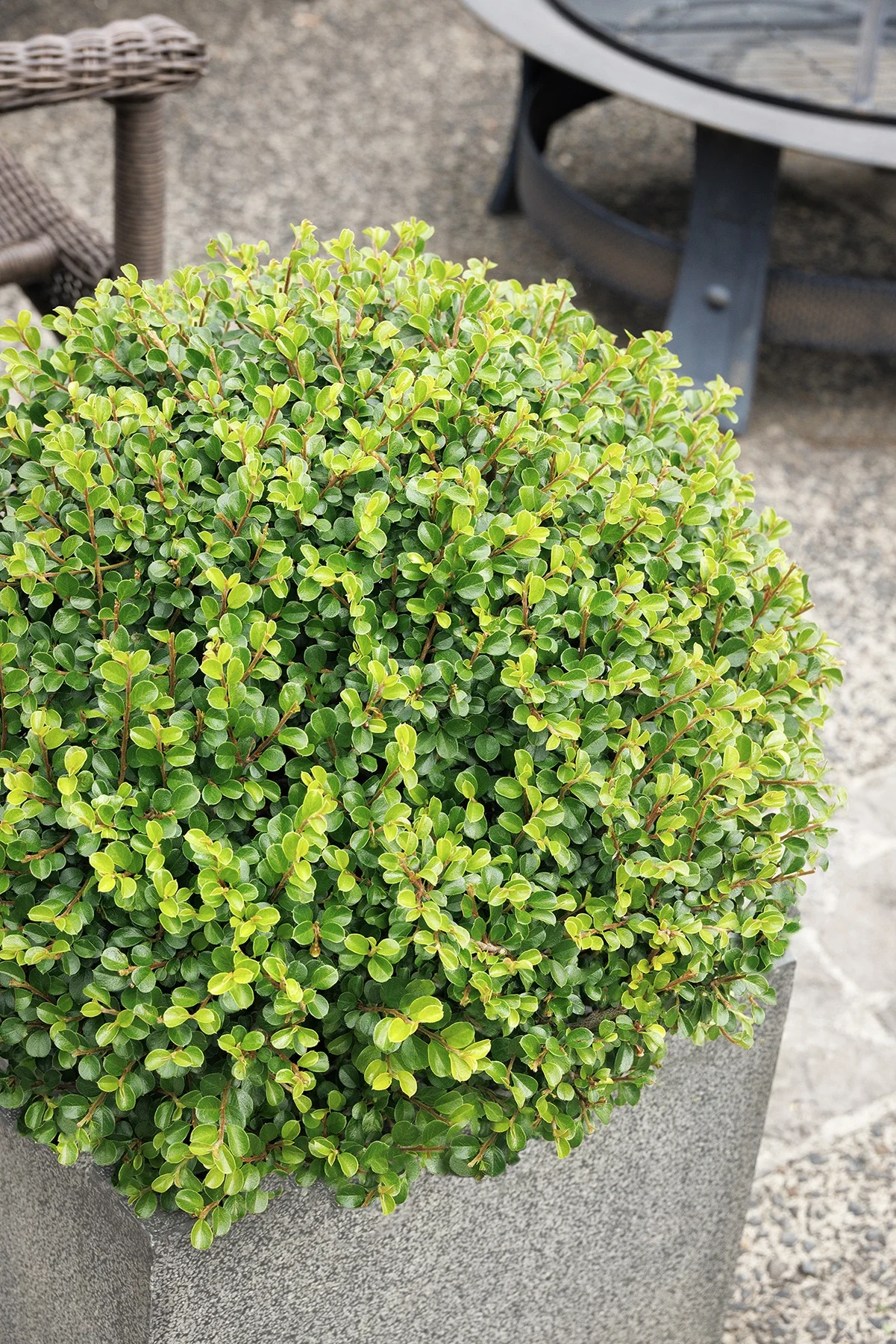 © Monrovia by Doreen Wynja 