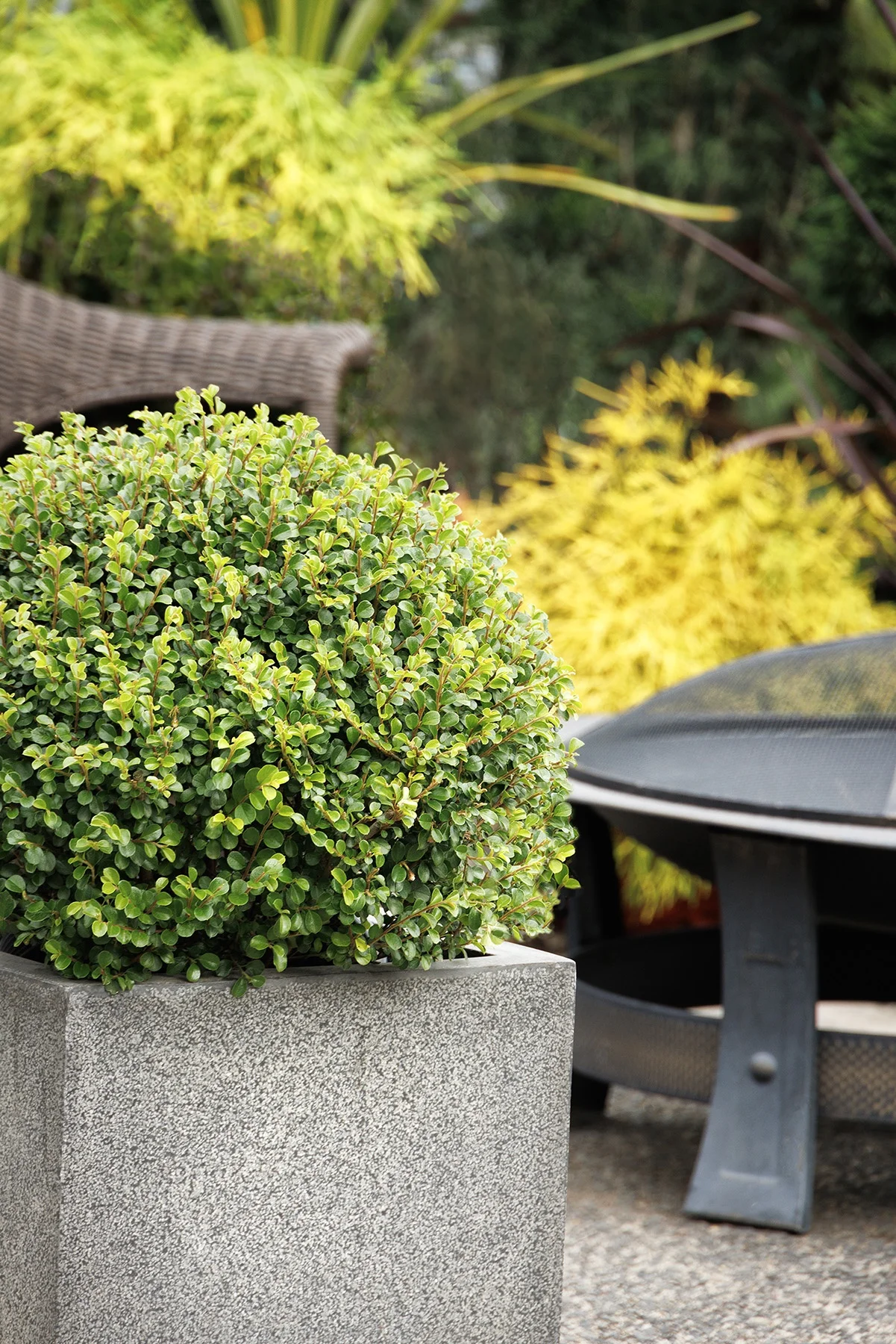 © Monrovia by Doreen Wynja 