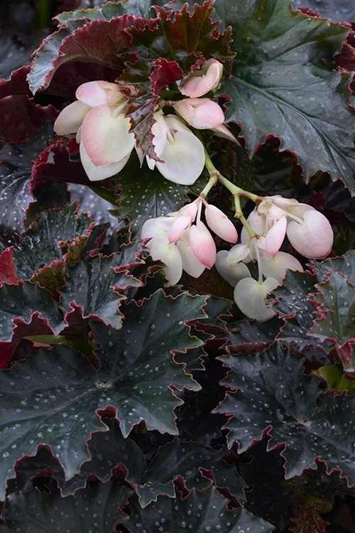 ©Monrovia, by Brandon Friend-Solis