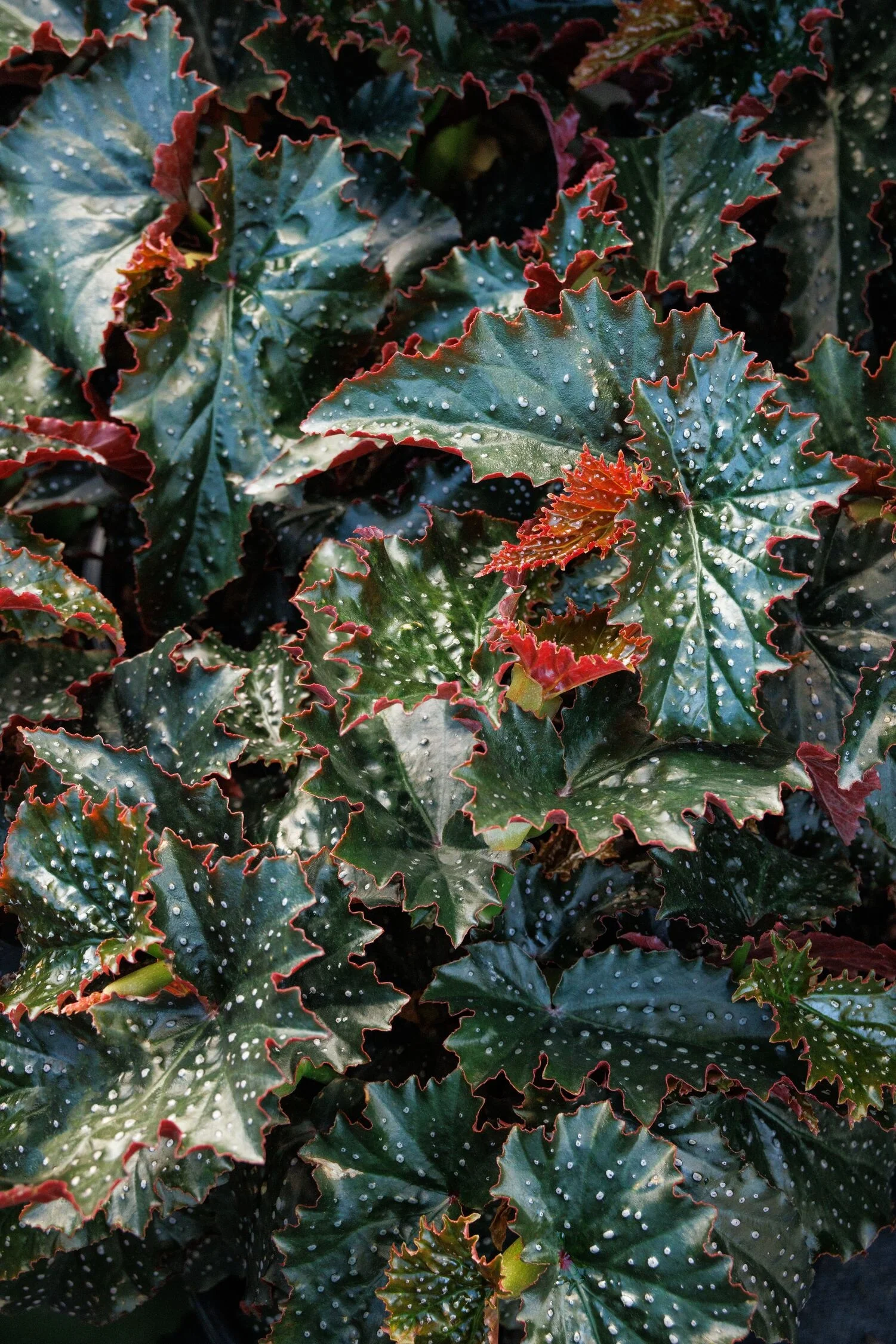 ©Monrovia by Doreen Wynja