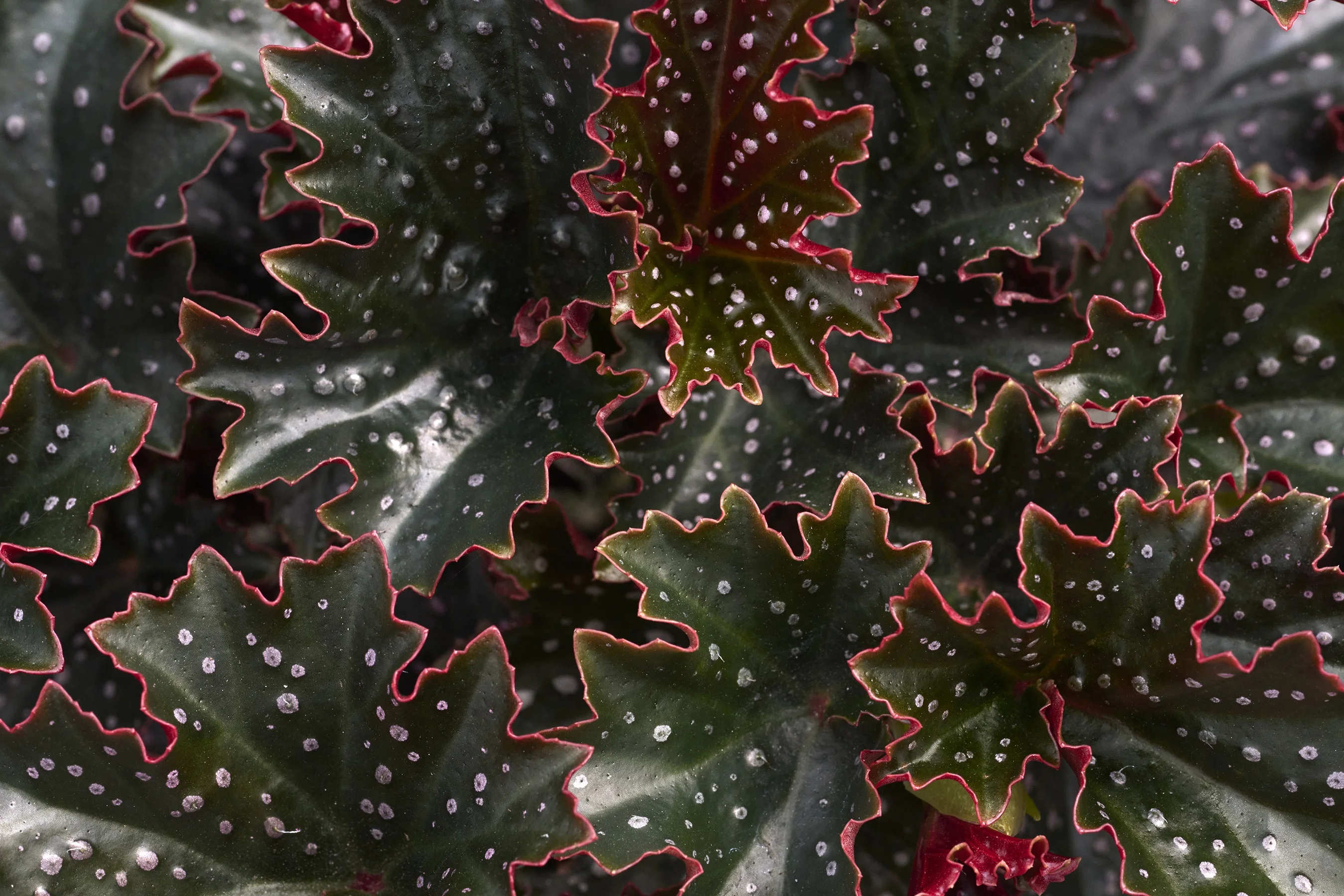 ©Monrovia, by Brandon Friend-Solis