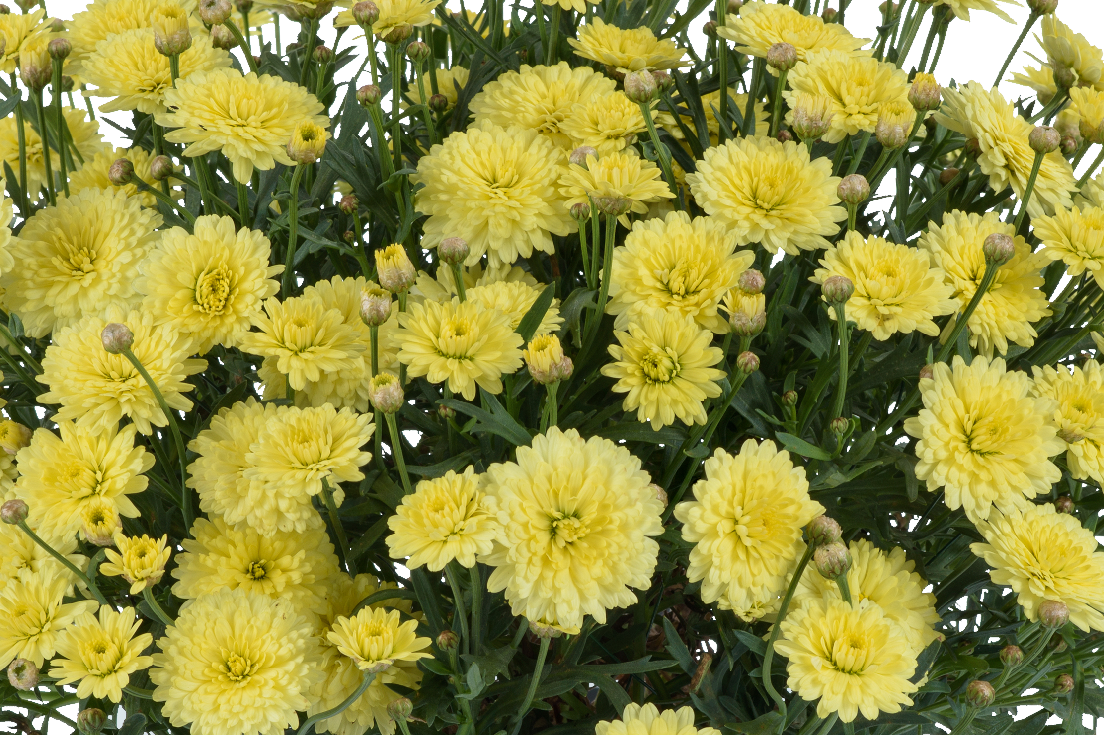 Angelic™ Maize™ Improved Marguerite Daisy, Argyranthemum frutescens