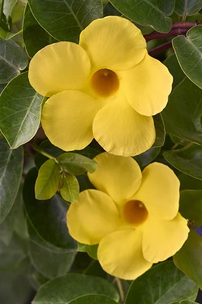 © Monrovia by Brandon Friend-Solis