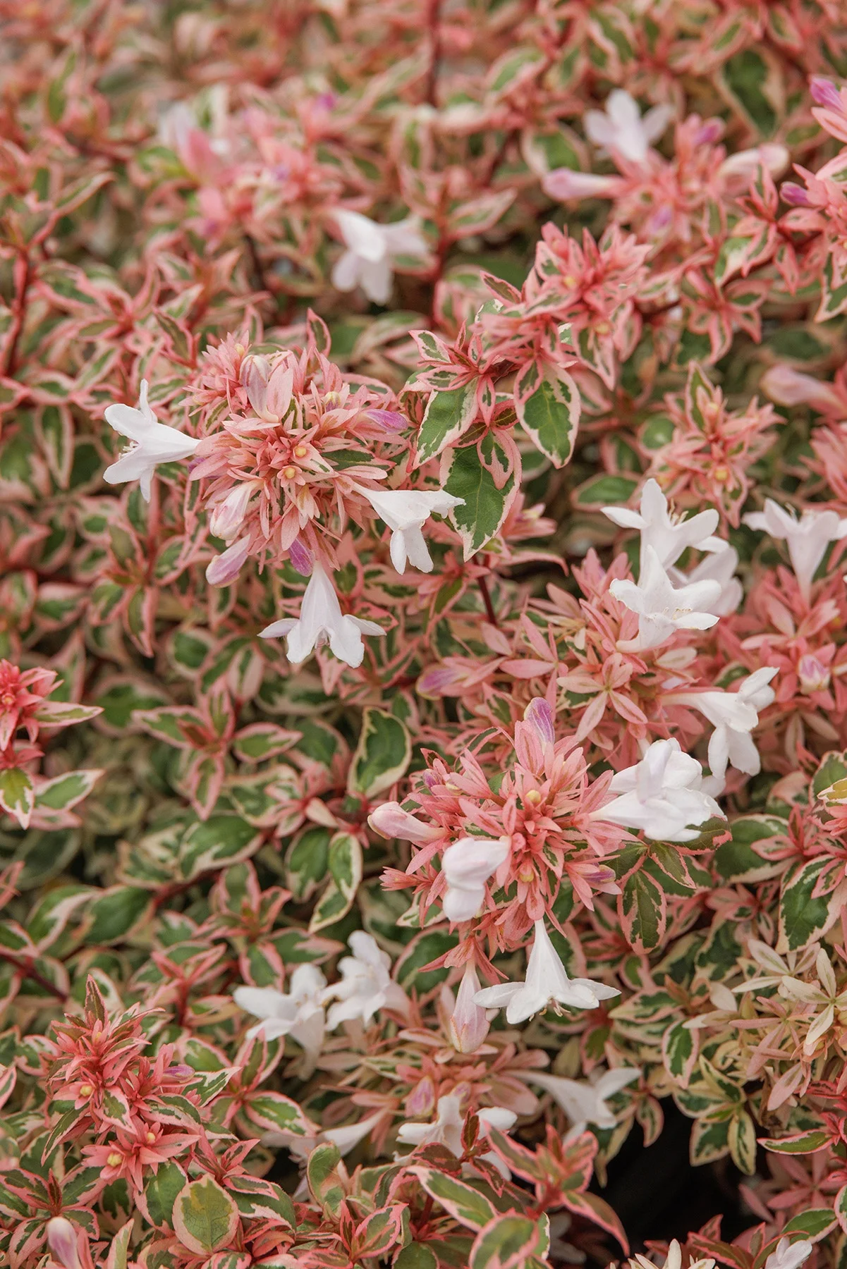 © Monrovia by Doreen Wynja