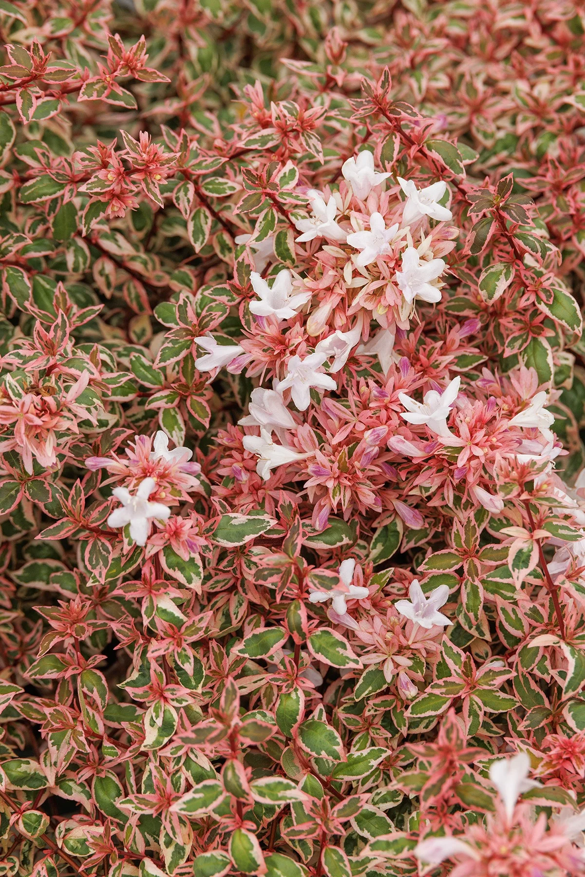 © Monrovia by Doreen Wynja