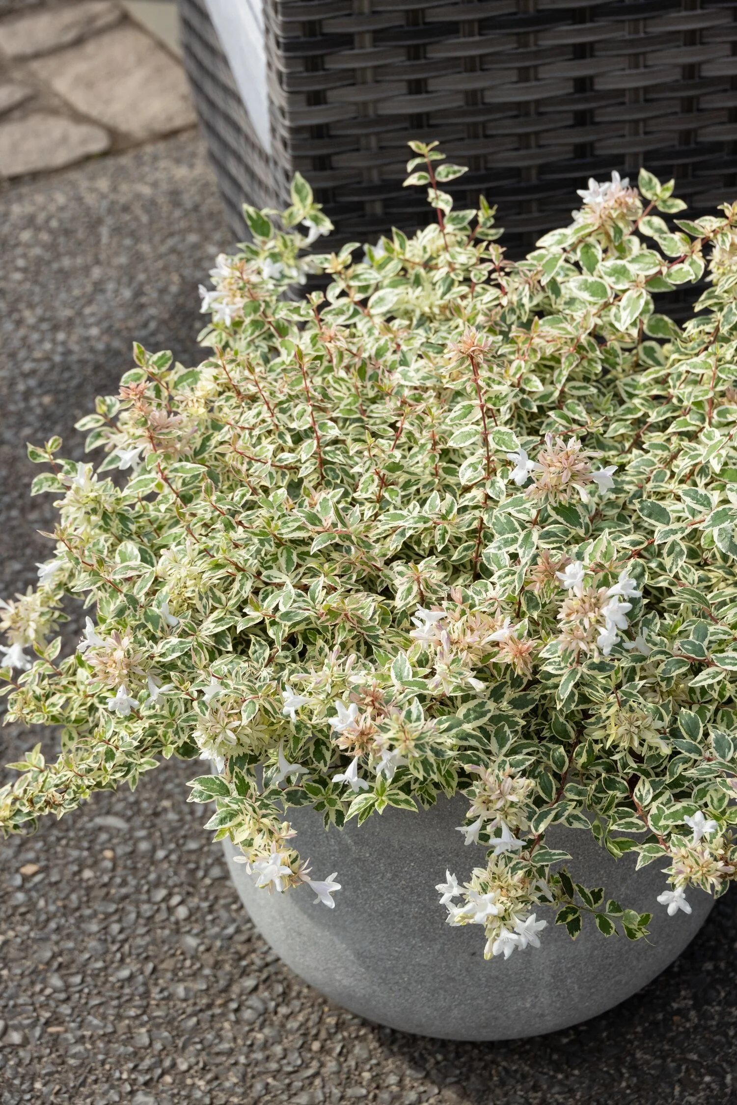 © Monrovia by Doreen Wynja 