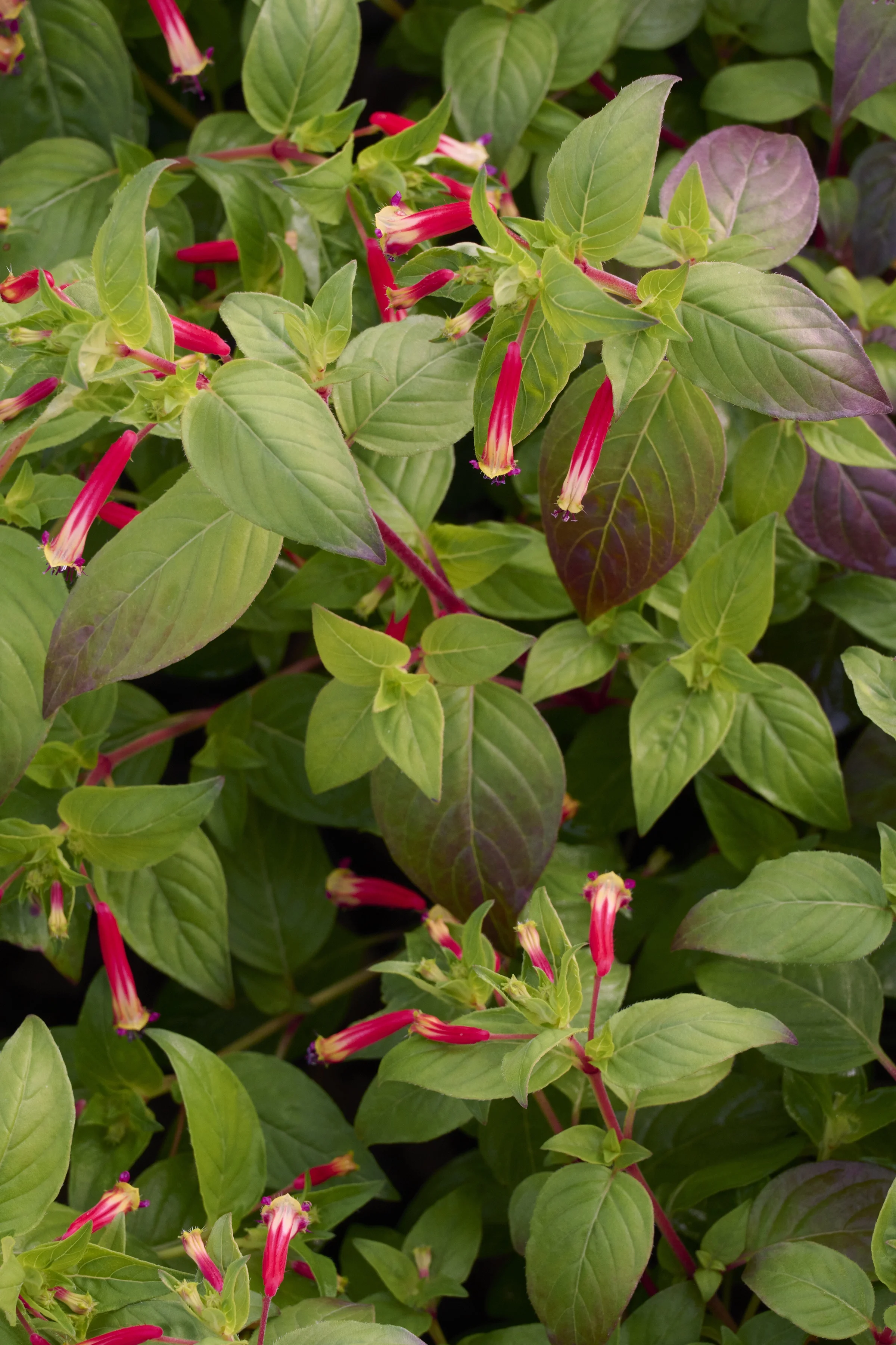 © Monrovia by Brandon Friend-Solis 
