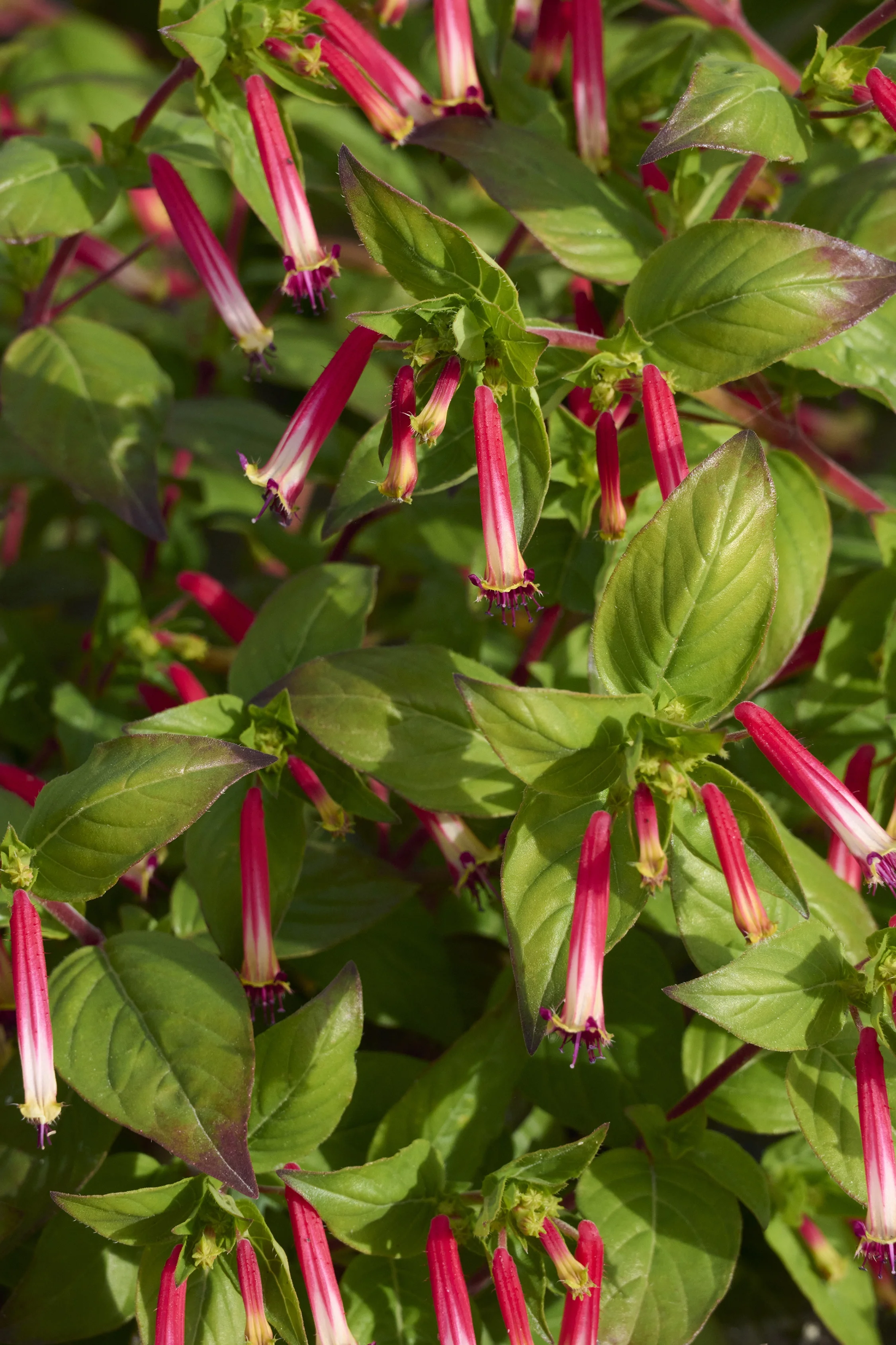 © Monrovia by Brandon Friend-Solis 
