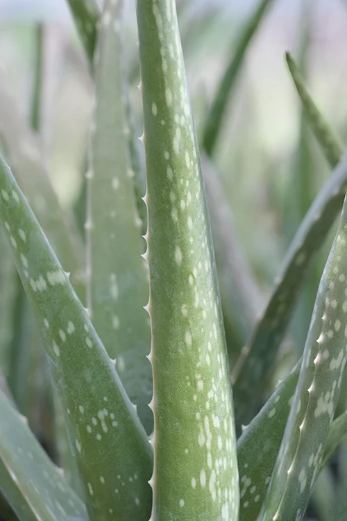 ©Monrovia, by Brandon Friend-Solis