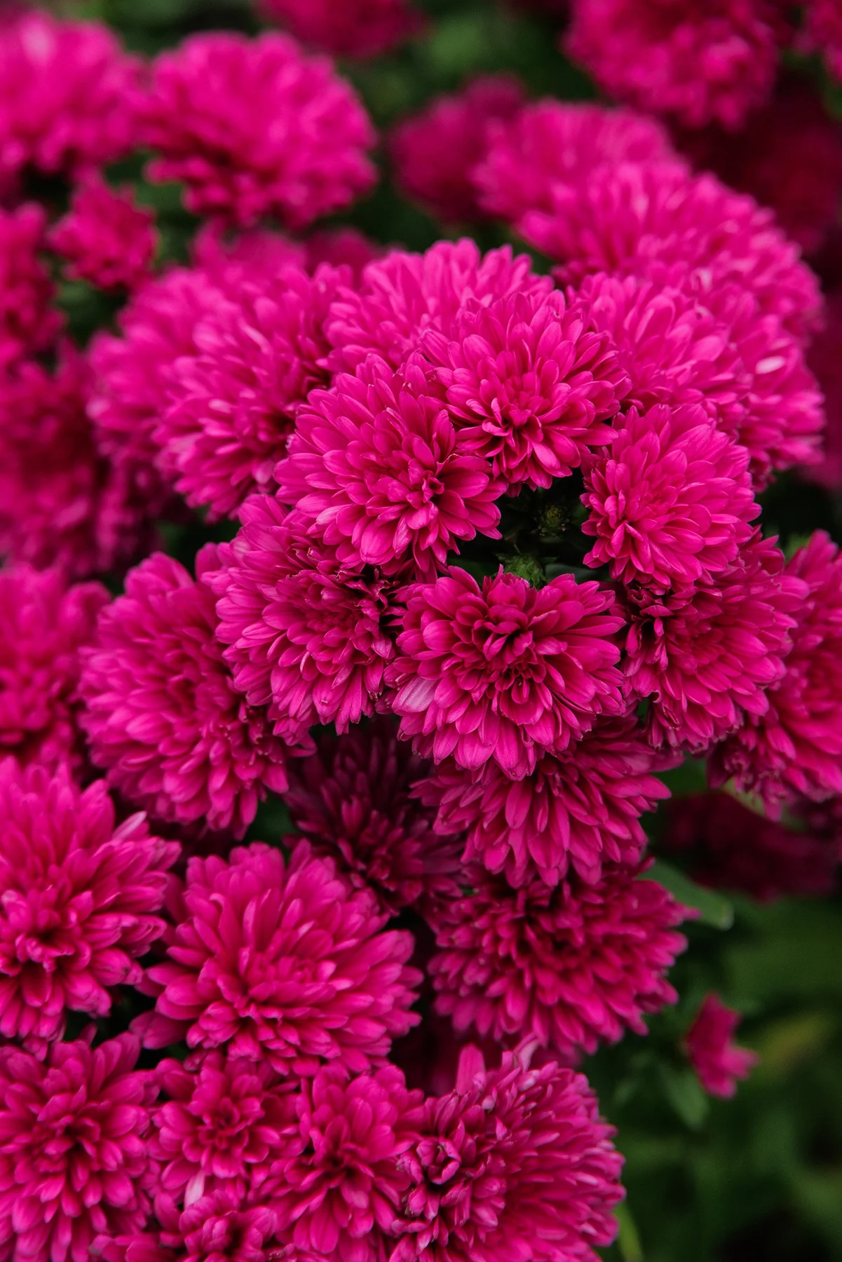 © Monrovia by Doreen Wynja