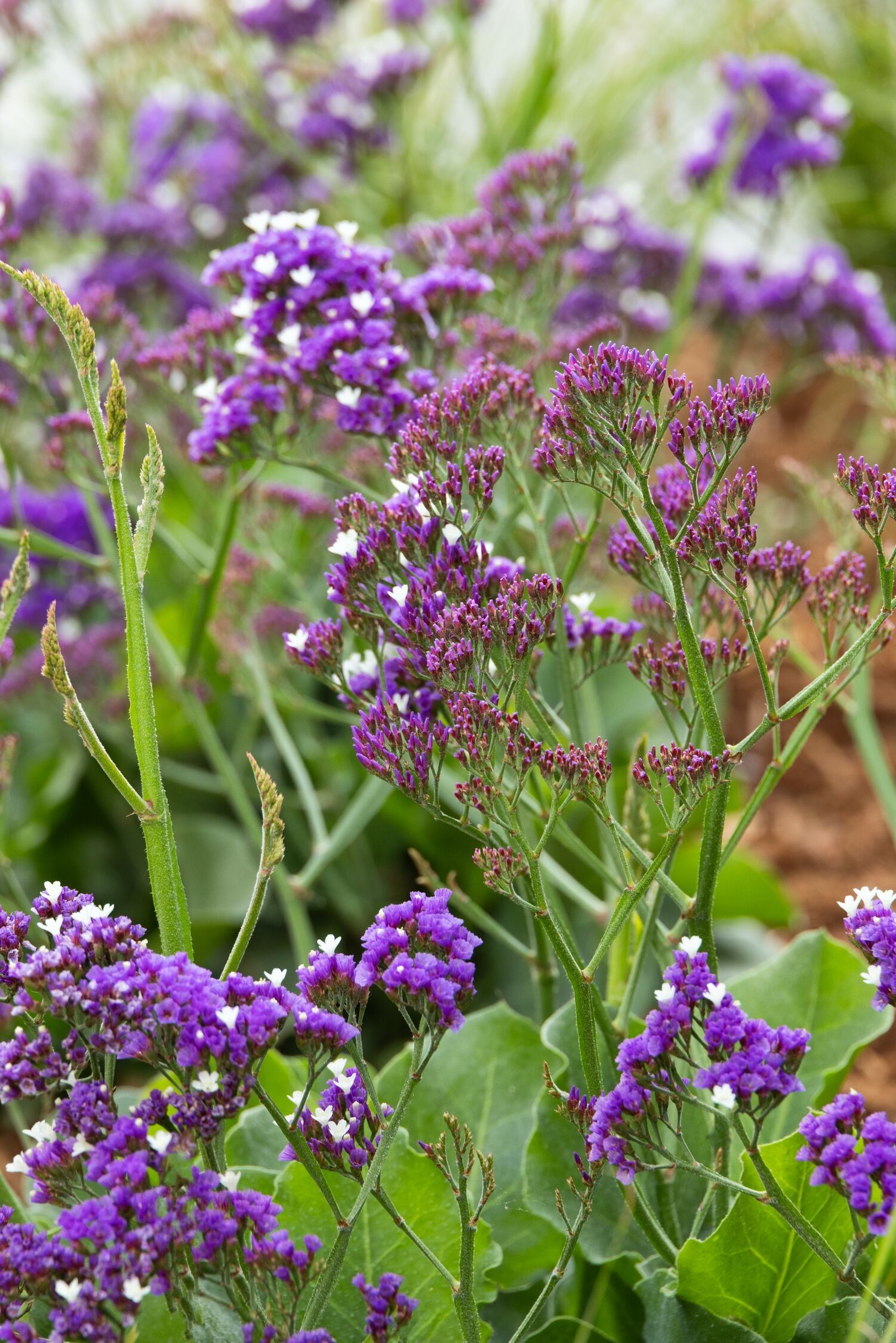 Salt Lake Sea Lavender, Limonium 'Salt Lake', Monrovia Plant