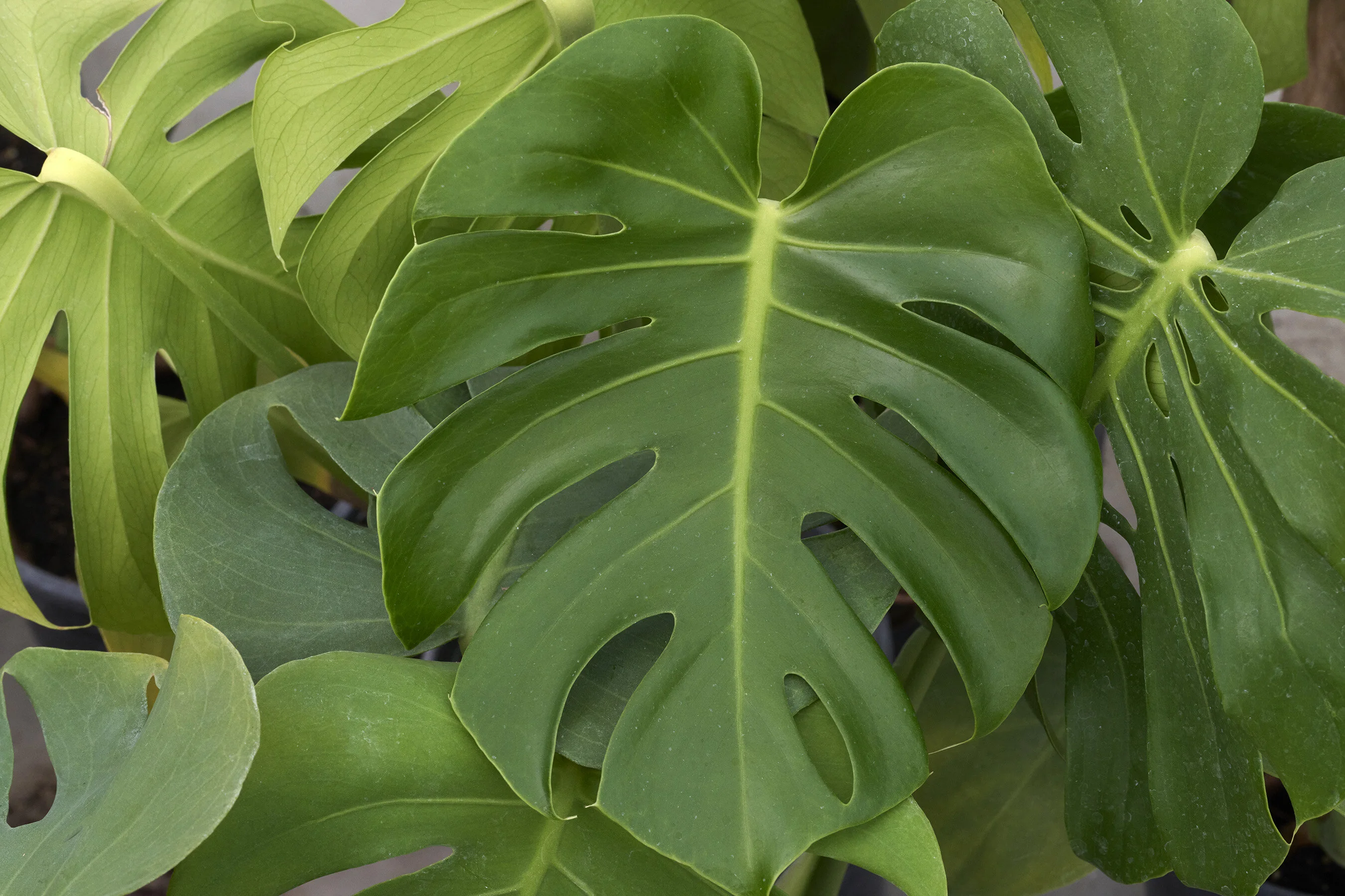 Swiss Cheese Plant, Monstera deliciosa, Monrovia Plant
