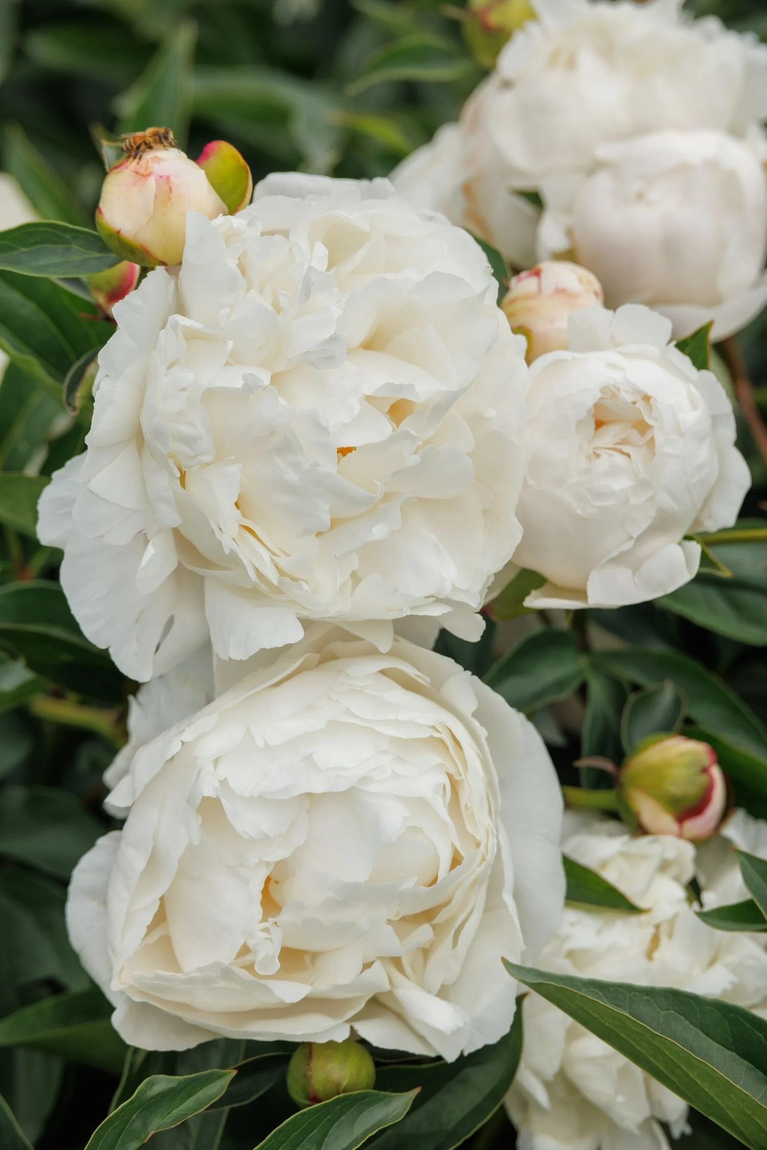 Gardenia Peony, Paeonia lactiflora 'Gardenia', Monrovia Plant