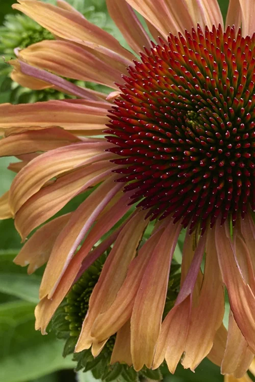 ©Monrovia, by Brandon Friend-Solis