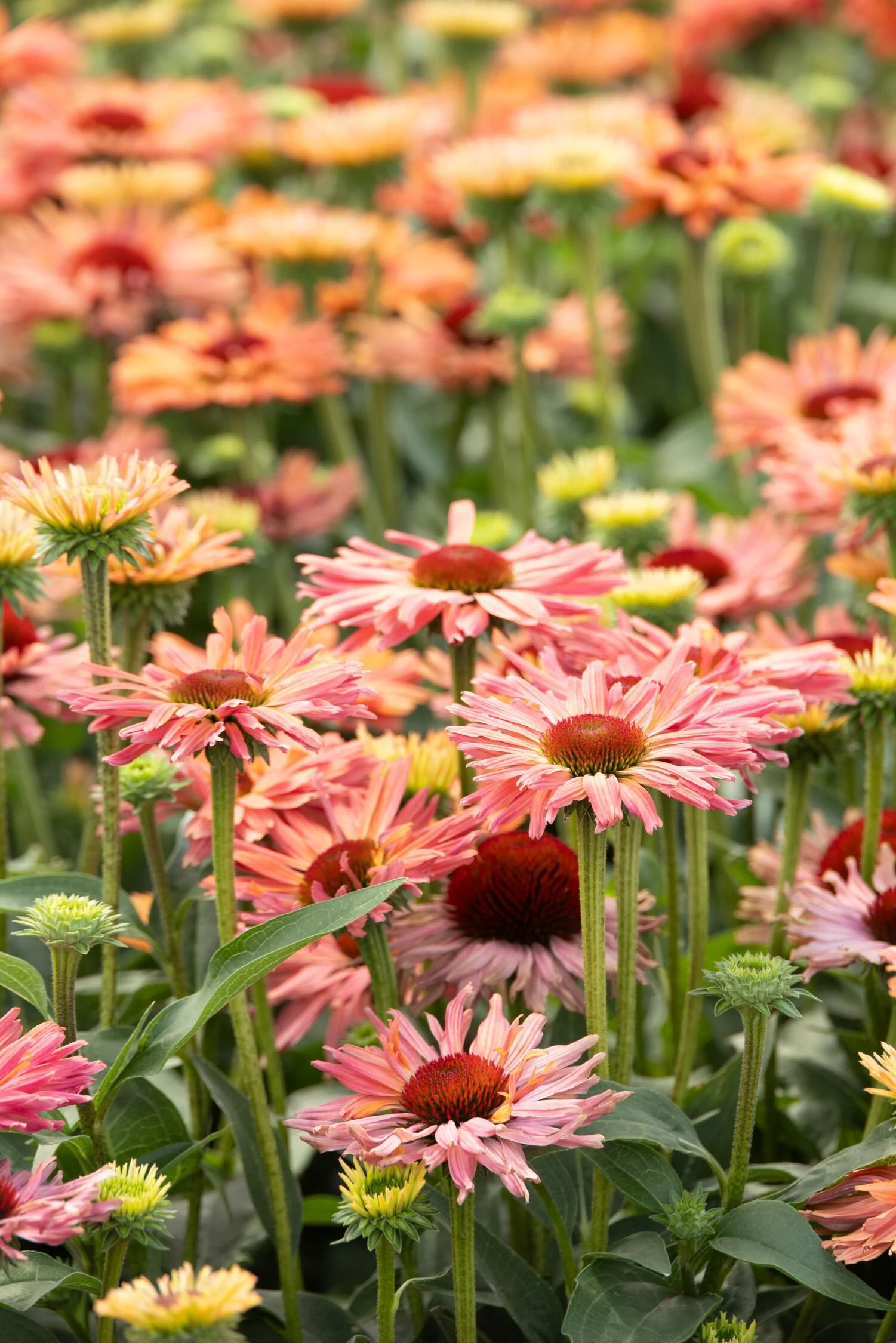 © Monrovia by Doreen Wynja 