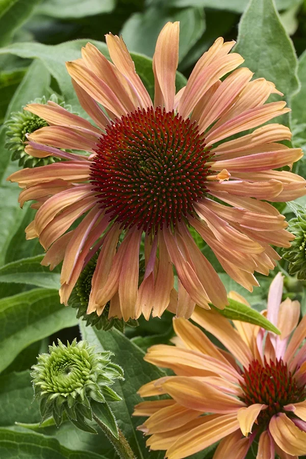 ©Monrovia, by Brandon Friend-Solis