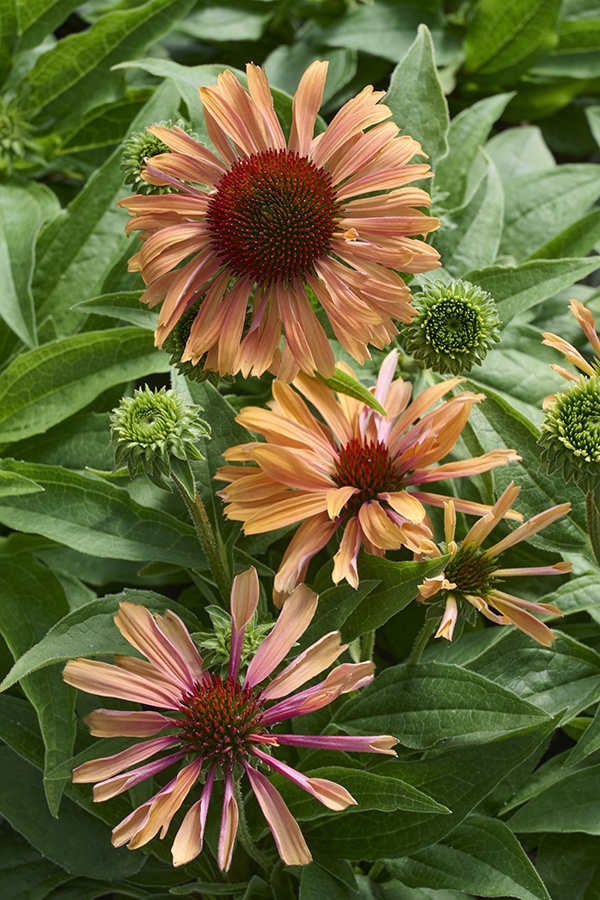 Fresco® Apricot Coneflower, Echinacea 'Apricot' PPAF, Monrovia Plant