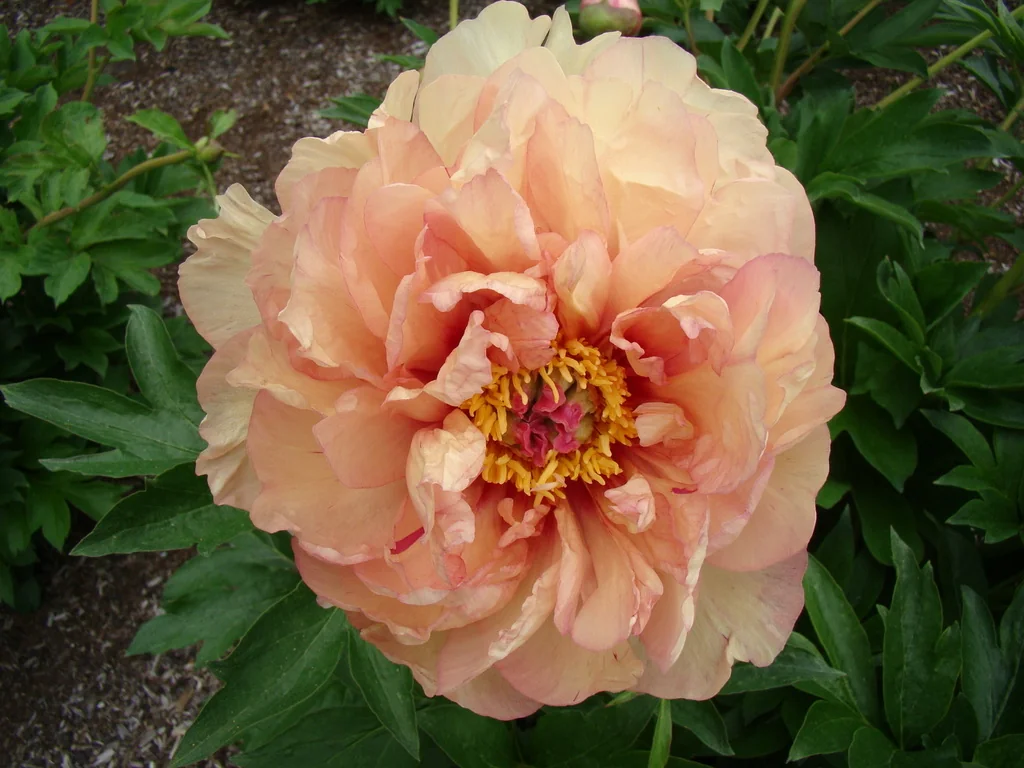 Magical Mystery Ride Itoh Peony, Paeonia (Intersectional hybrid) x