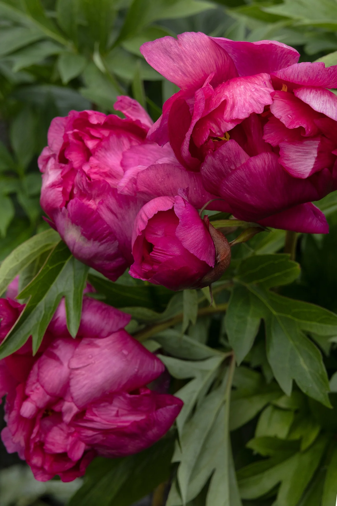 Garden Candy® Evie Jane™ Itoh Peony, Monrovia Plant