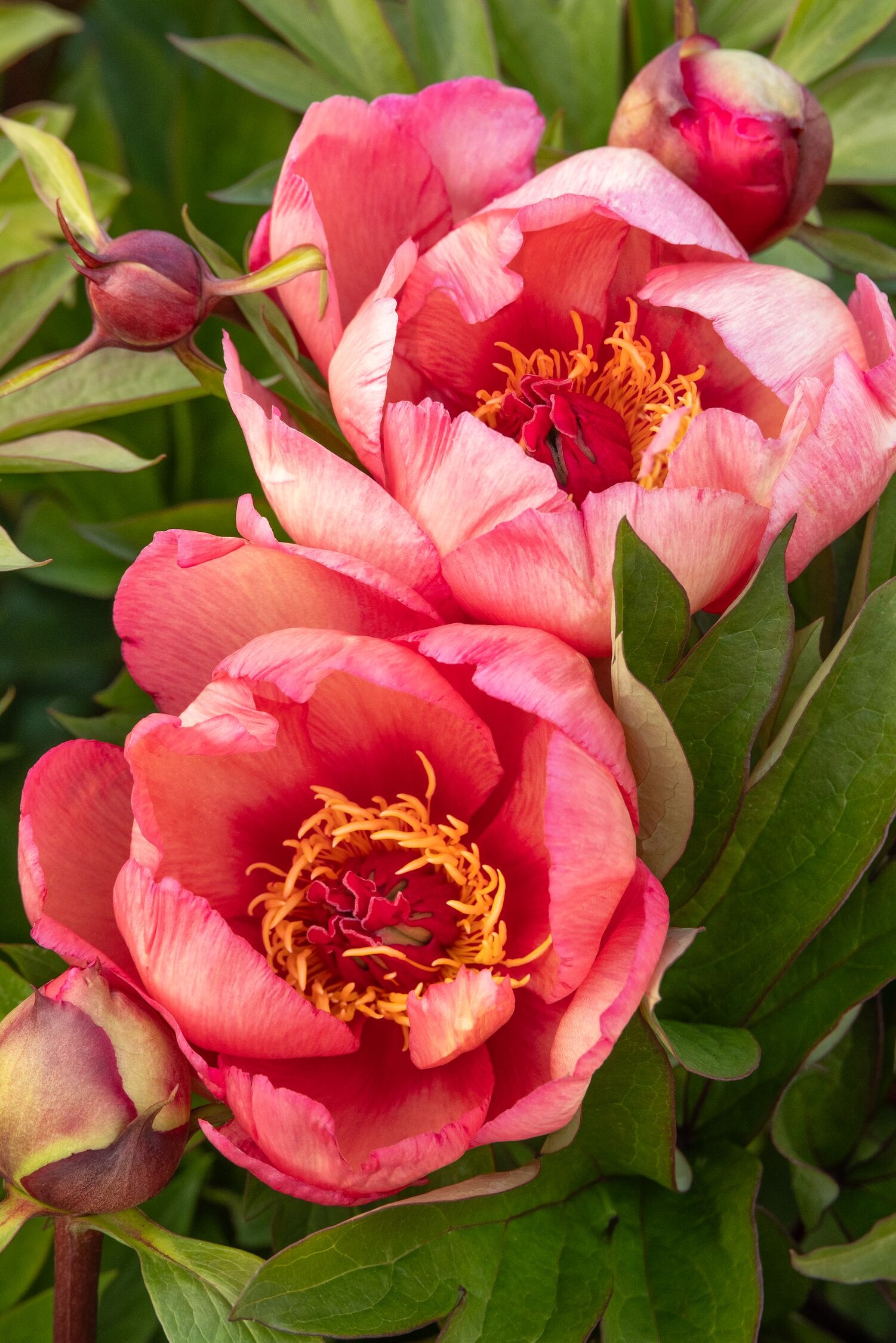 ストロベリーパーリーピンクベリーちゃん Garden Candy™ Strawberry Swirl Itoh Peony, Monrovia Plant