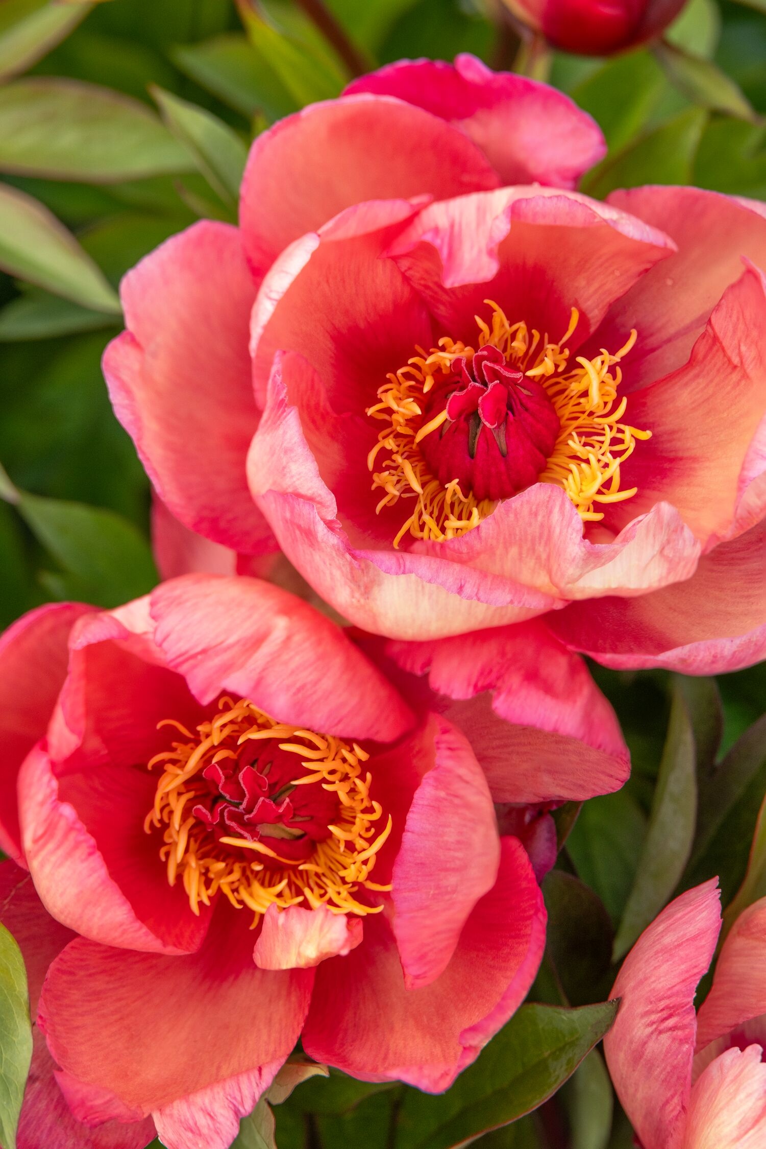ストロベリーパーリーピンクベリーちゃん Garden Candy™ Strawberry Swirl Itoh Peony, Monrovia Plant
