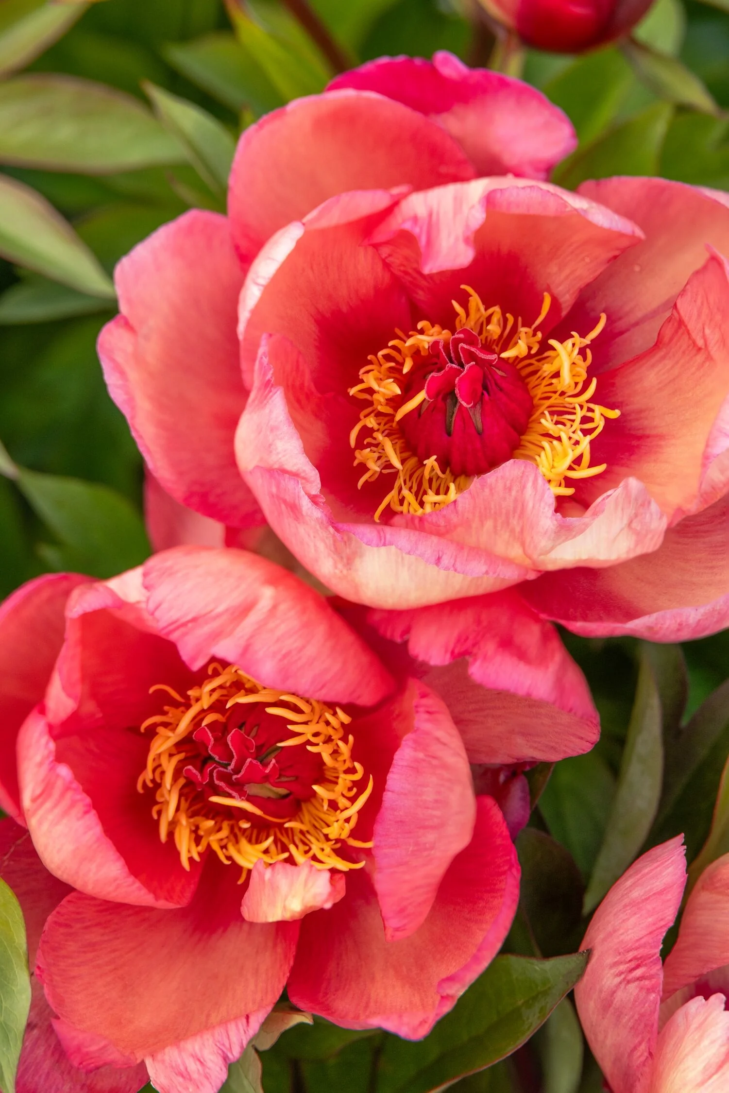 Garden Candy® Strawberry Swirl Itoh Peony, Monrovia Plant