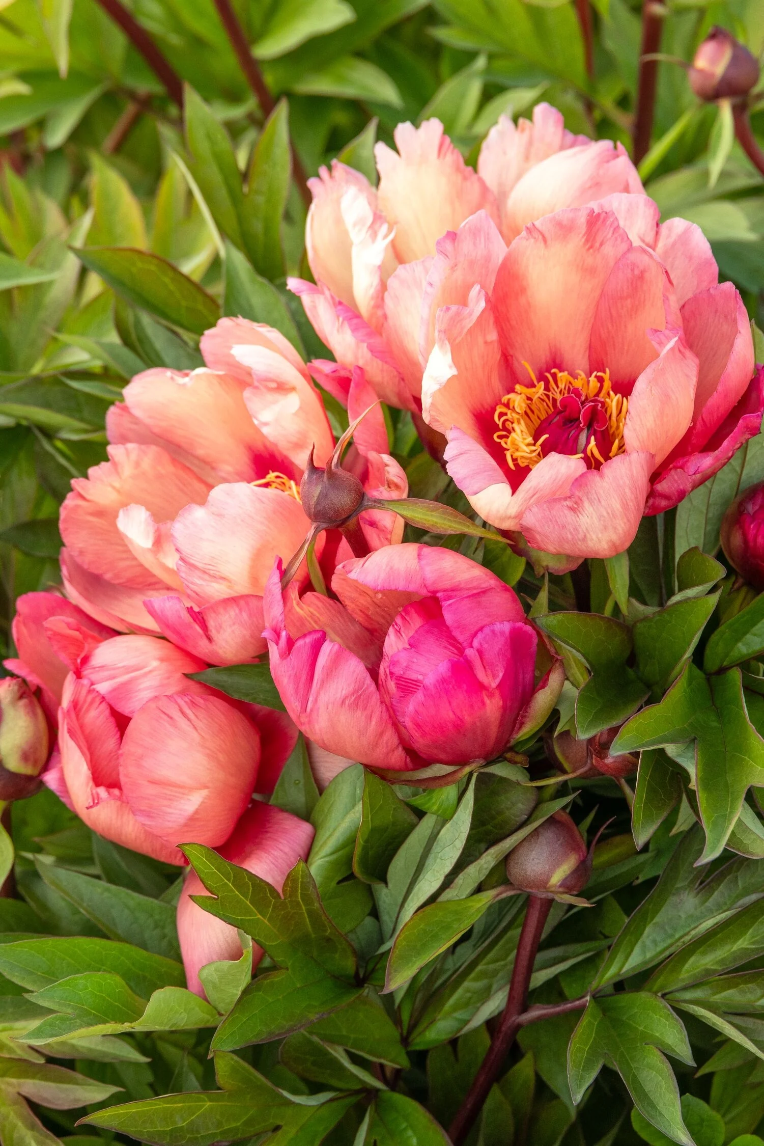 Garden Candy® Strawberry Swirl Itoh Peony, Monrovia Plant