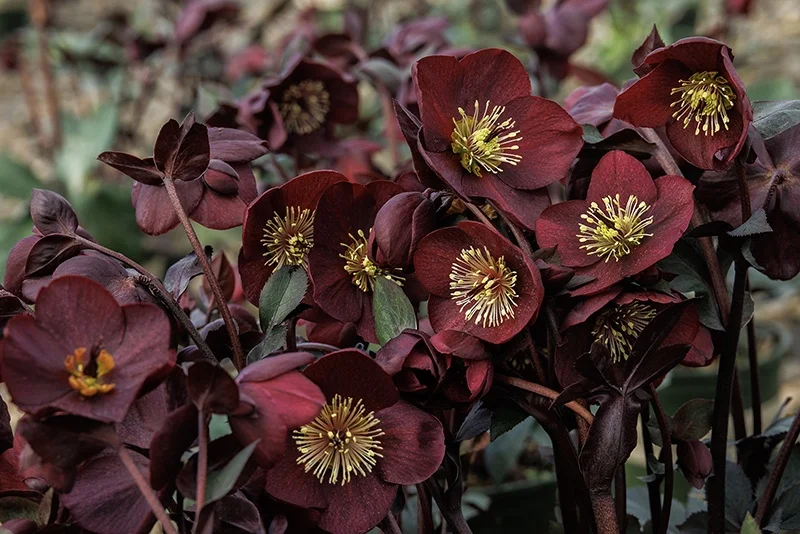 © Monrovia by Doreen Wynja