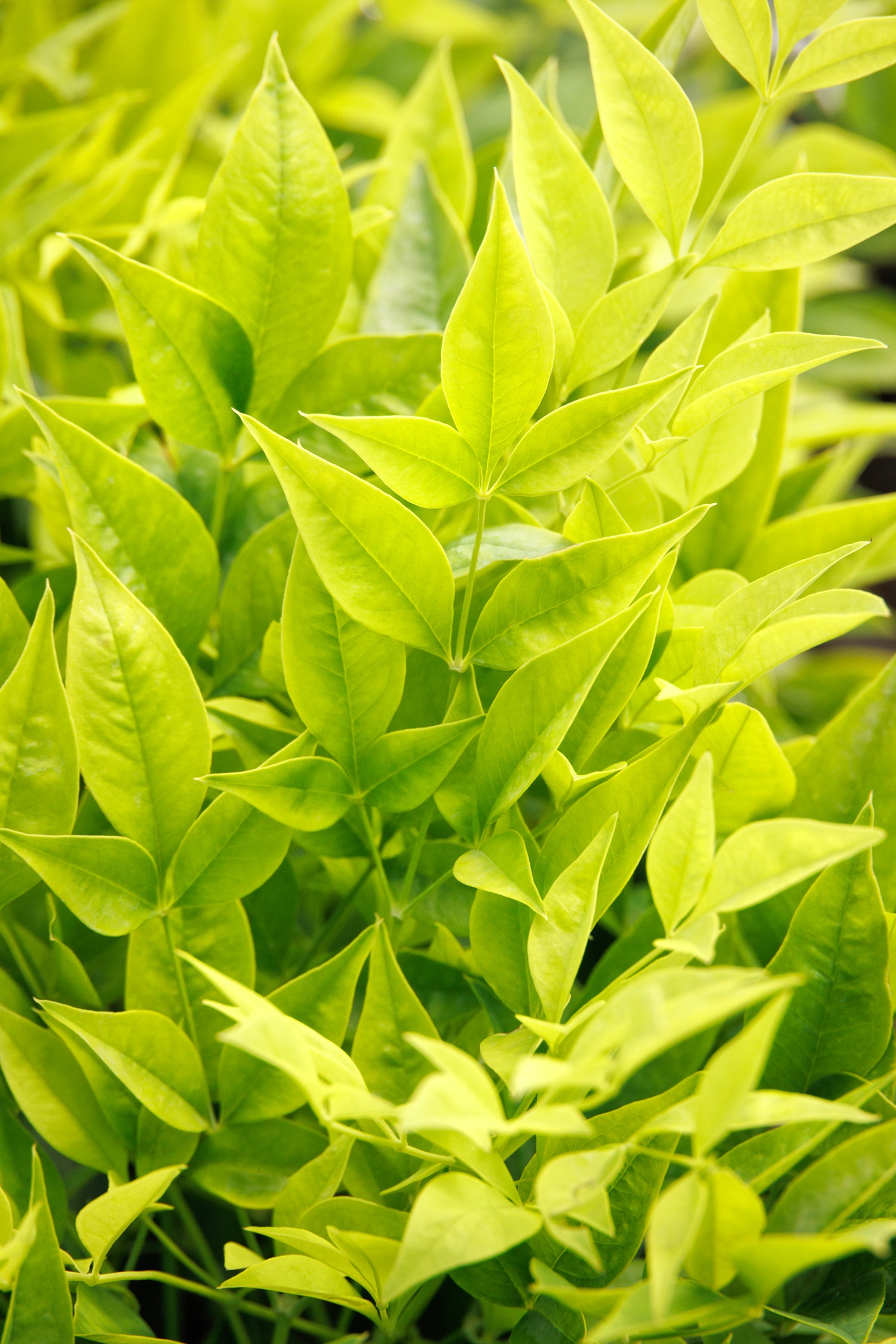 Limeade® Heavenly Bamboo, Nandina domestica 'GS 02-21' PPAF