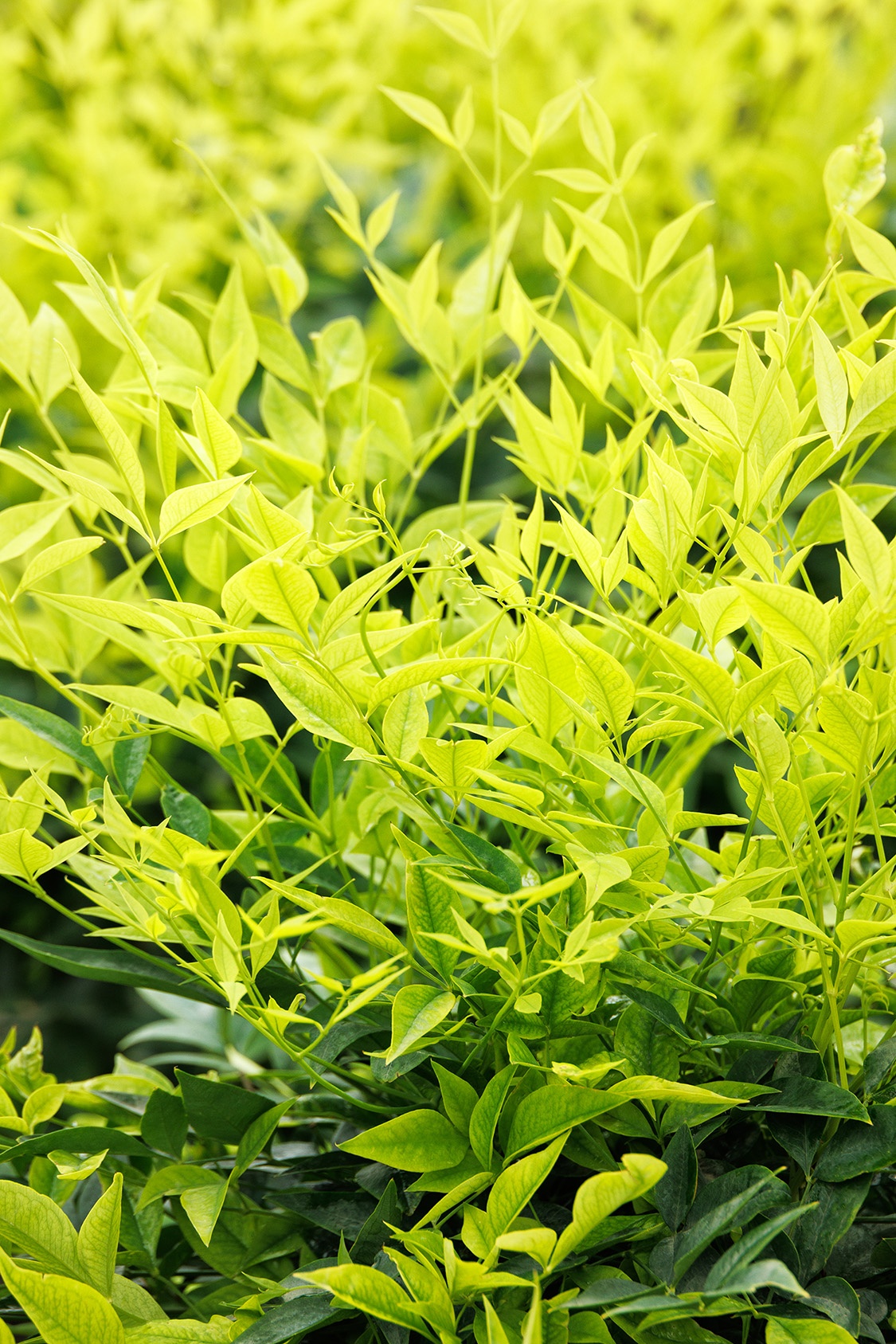 Limeade® Heavenly Bamboo, Nandina domestica 'GS 02-21' PPAF
