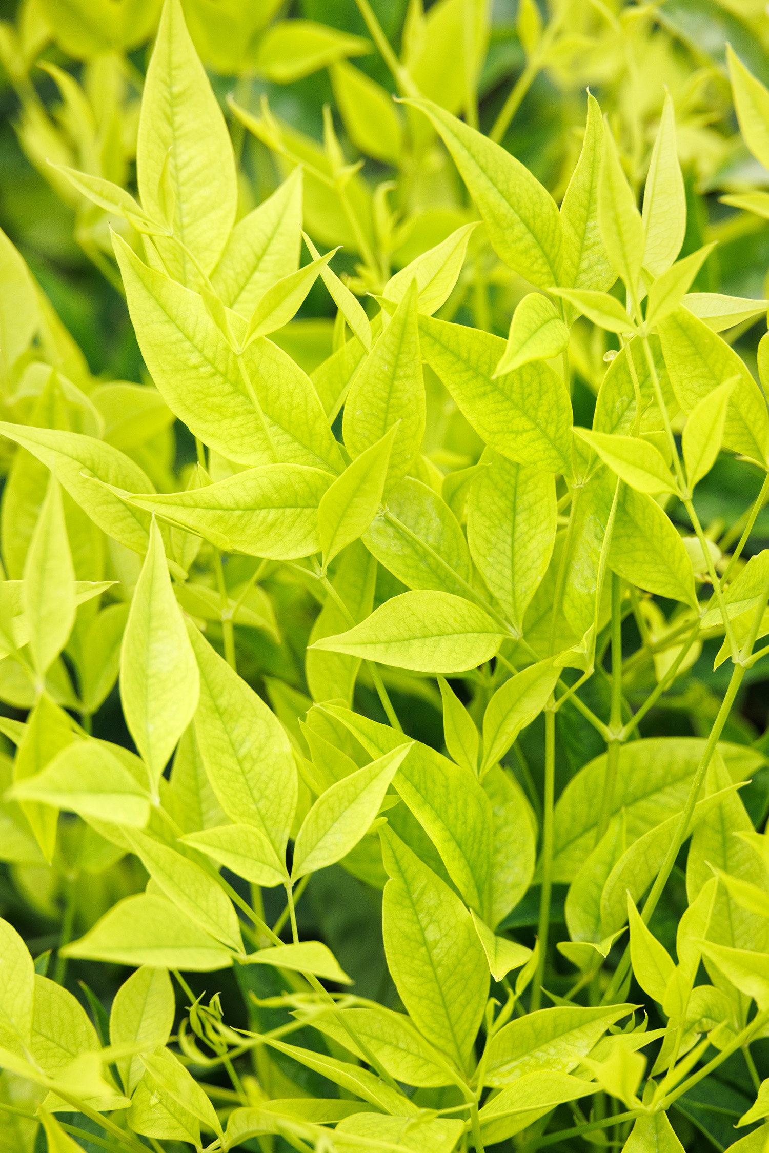 Limeade® Heavenly Bamboo, Nandina domestica 'GS 02-21' PPAF