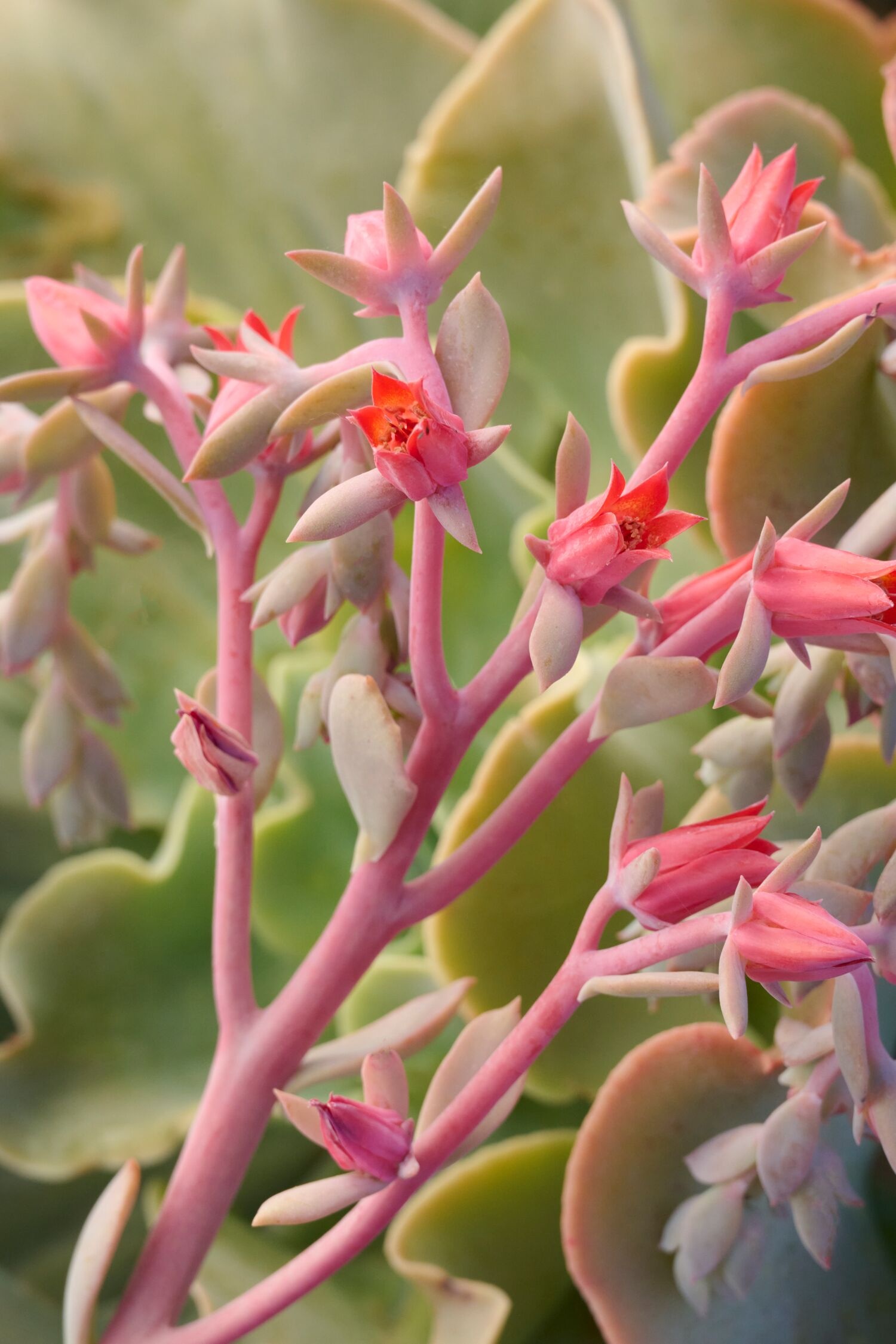 Desert Oasis™ Dawn Echeveria, Echeveria 'Rosebud' PPAF, Monrovia Plant