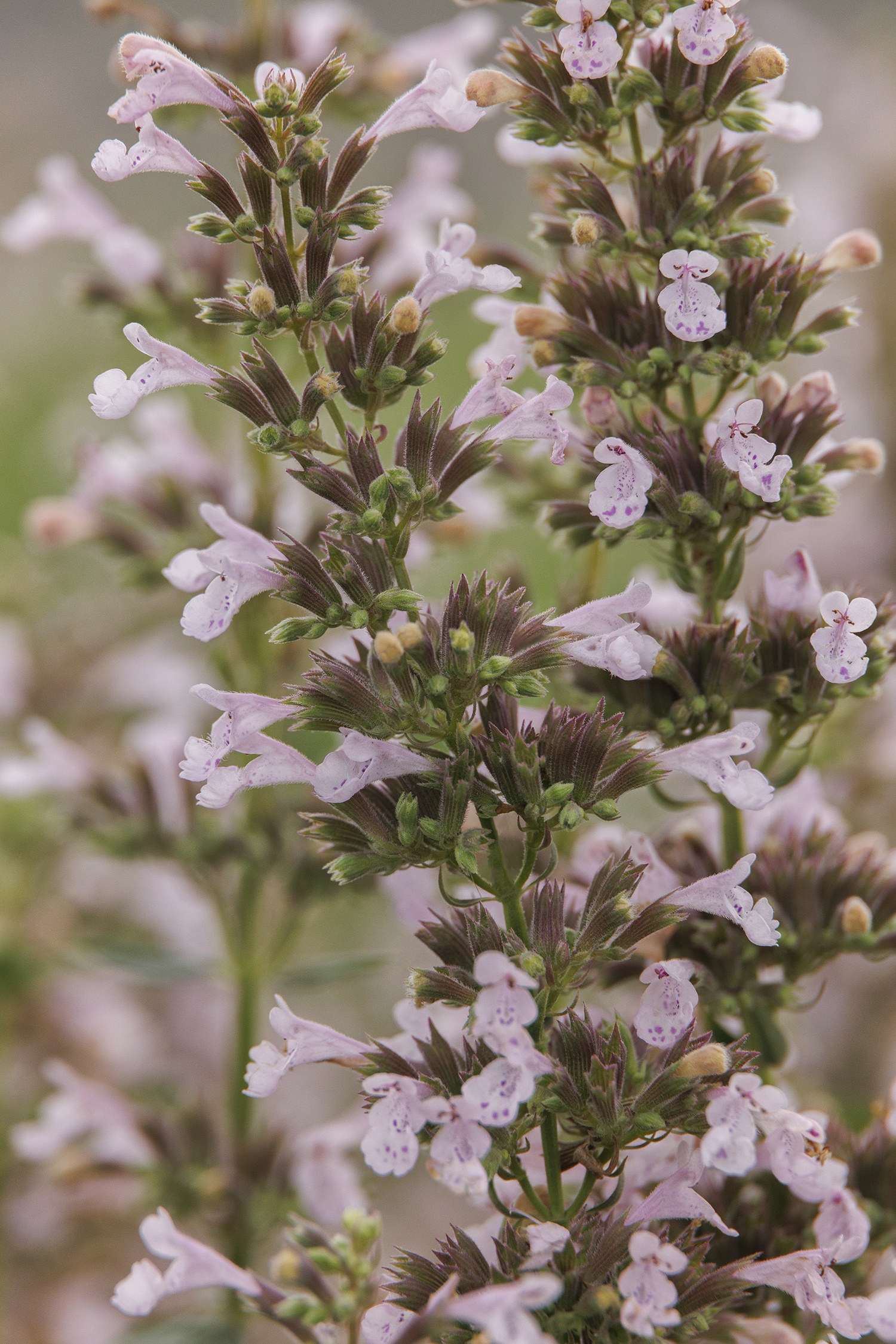 Monrovia Whispurr Catmint - Thumbnail 3