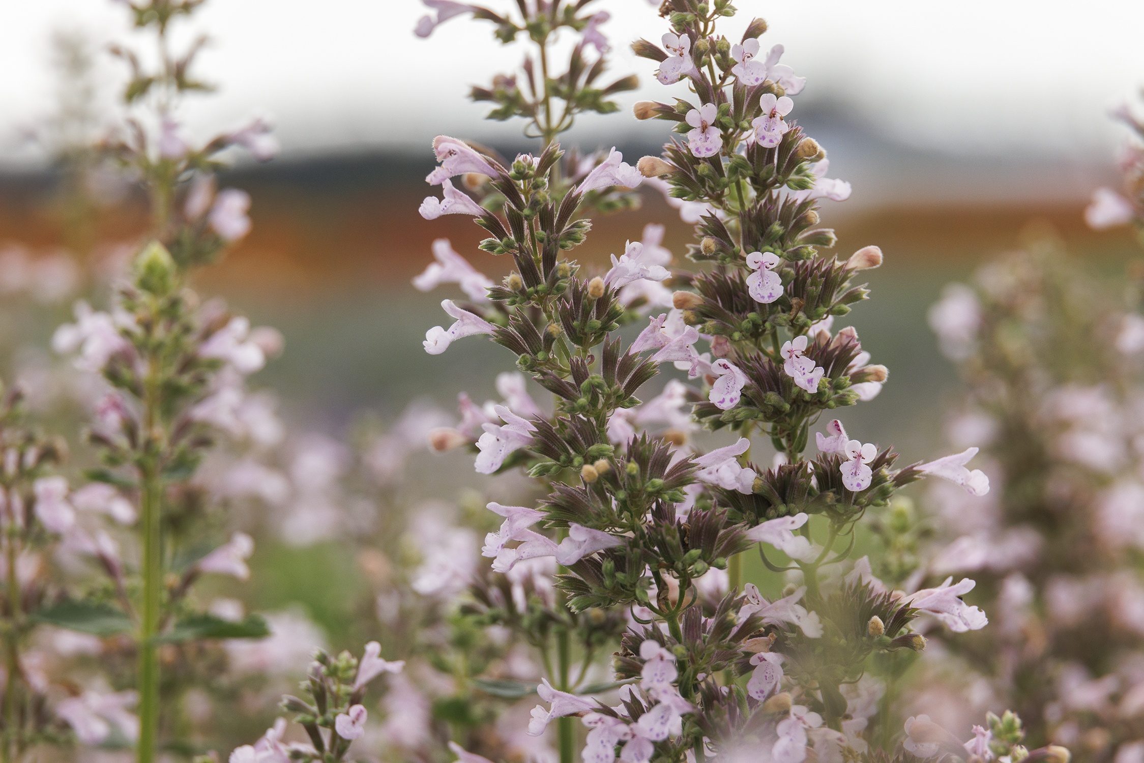 Monrovia Whispurr Catmint