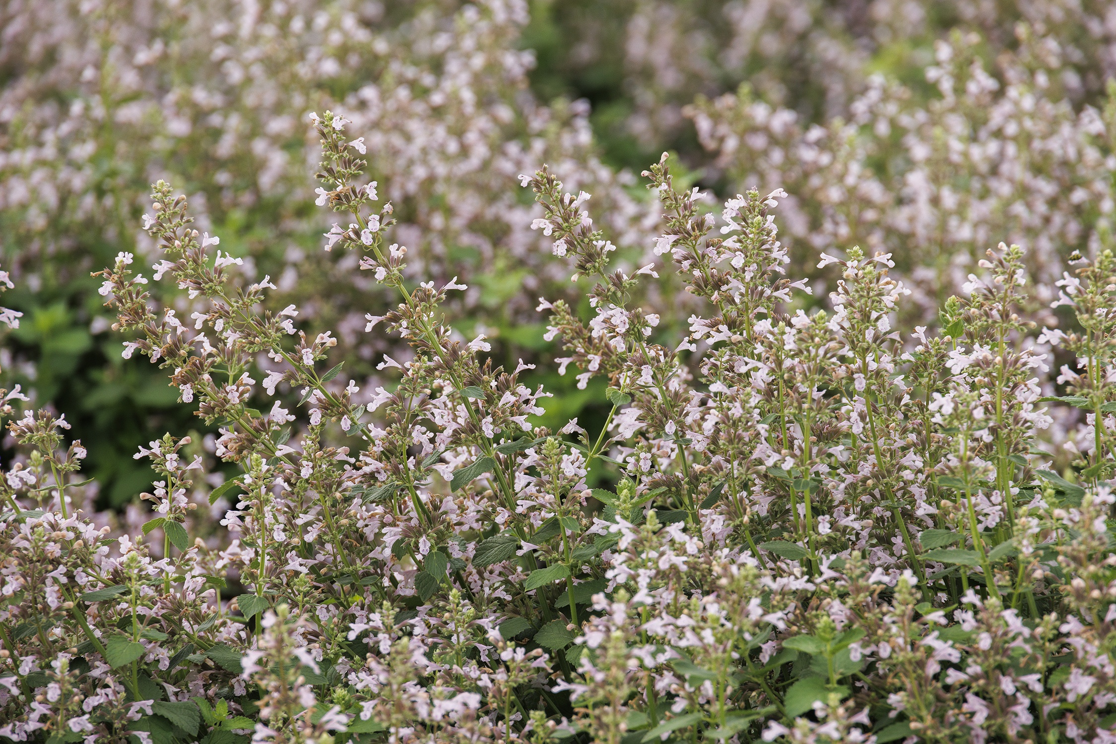 Monrovia Whispurr Catmint - Thumbnail 2