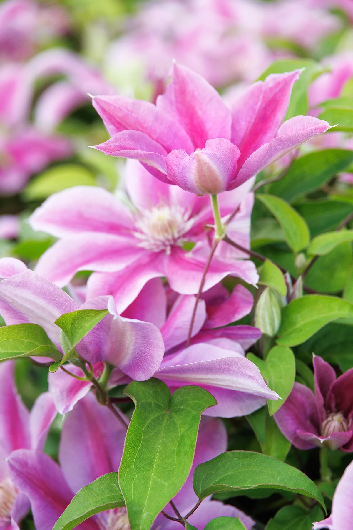 © Monrovia by Doreen Wynja