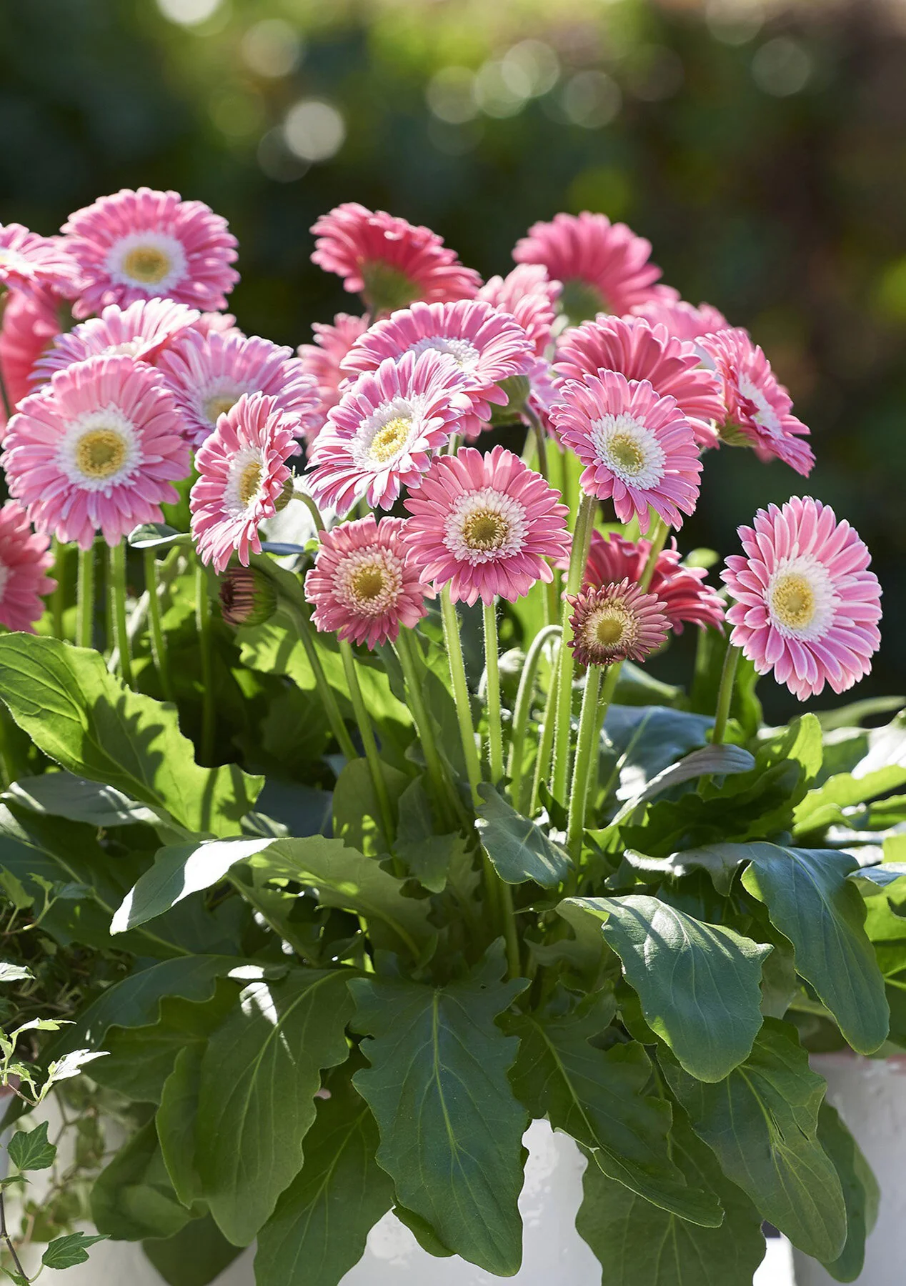 Garvinea® Sweet Memories Gerbera Daisy, Gerbera jamesonii