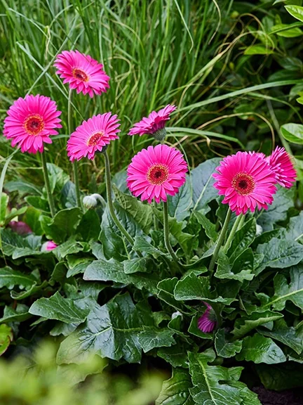 Garvinea® Sweet Sparkle Gerbera Daisy, Gerbera jamesonii