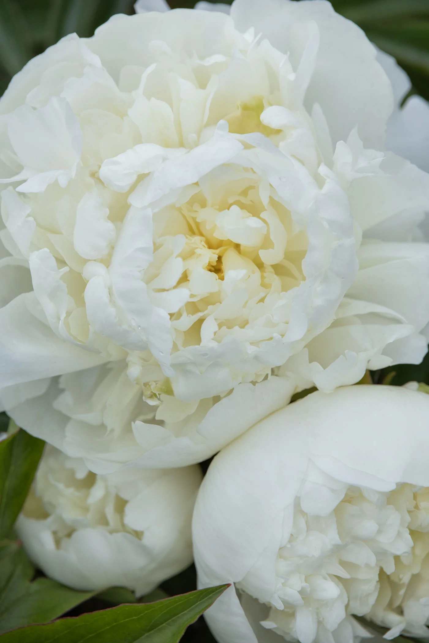 Jan Van Leeuwen Peony, Paeonia hybrid 'Jan van Leeuwen', Monrovia