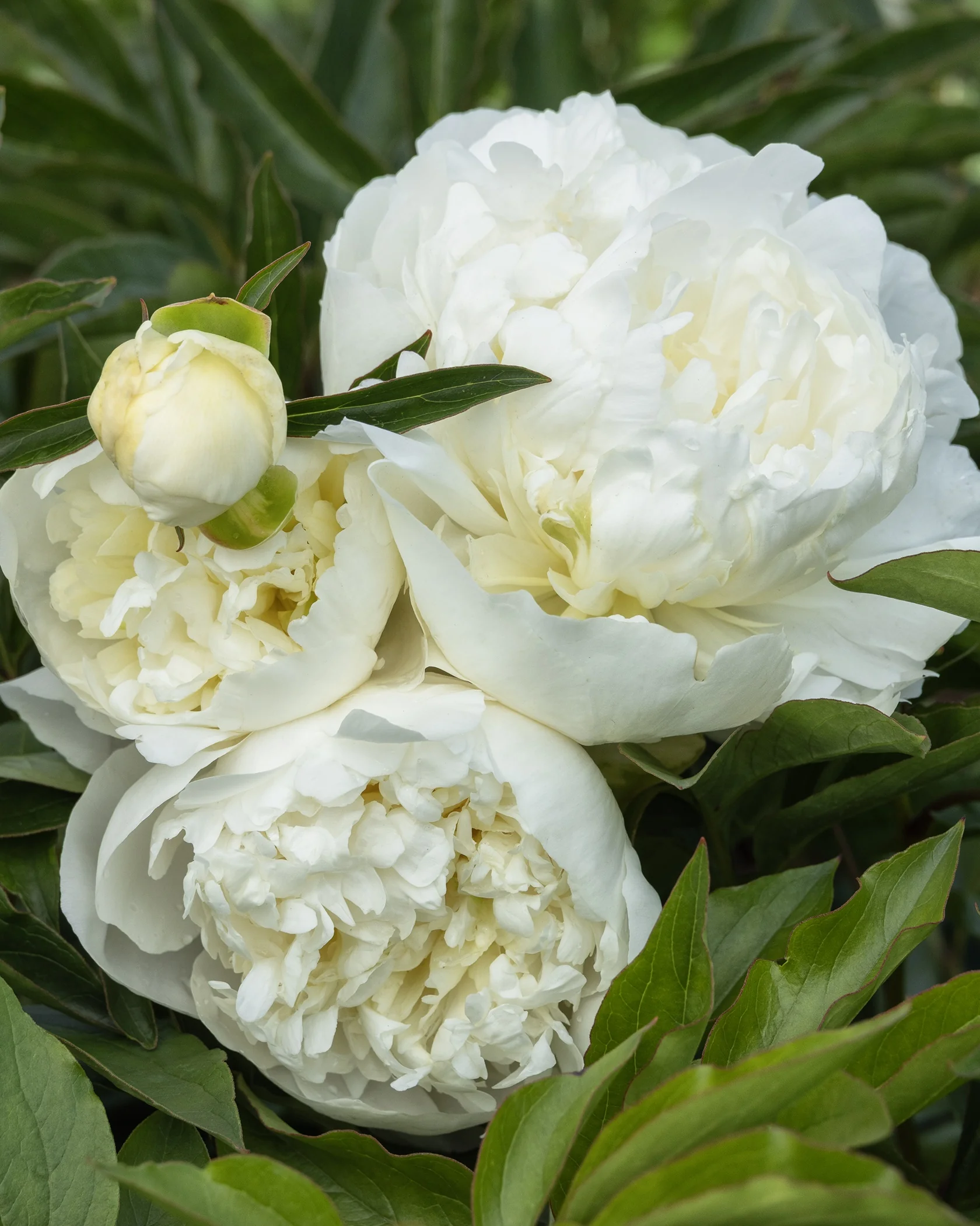 Jan Van Leeuwen Peony, Paeonia hybrid 'Jan van Leeuwen', Monrovia