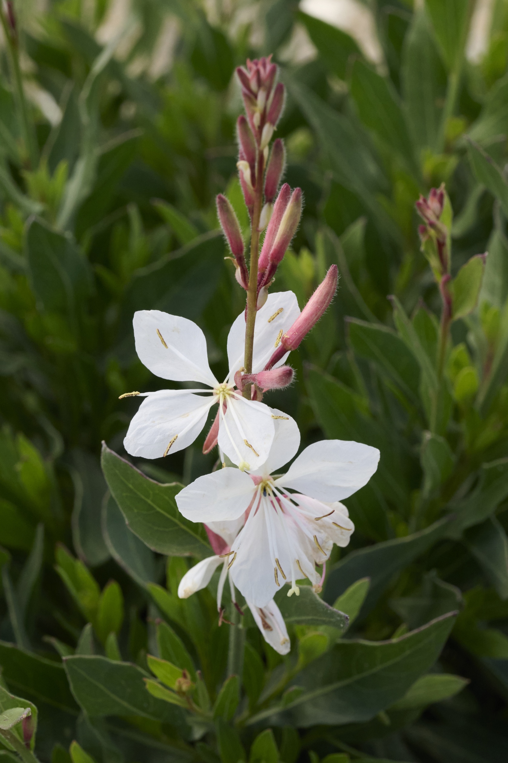Steffi™ White Gaura, Gaura lindheimeri, Monrovia Plant