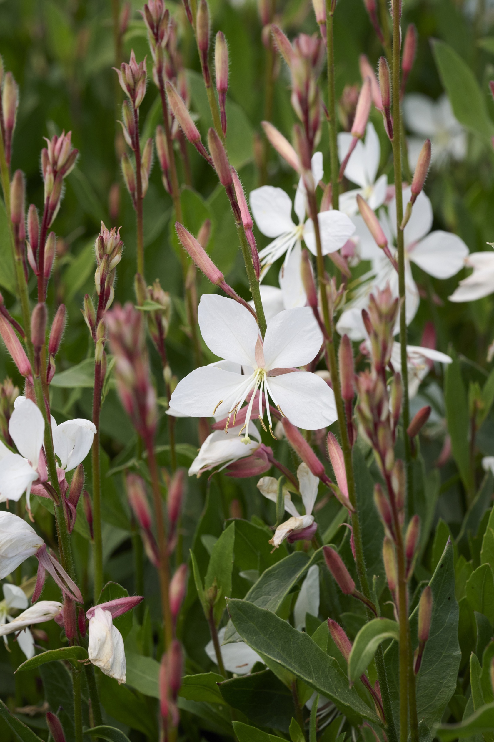 Steffi™ White Gaura, Gaura lindheimeri, Monrovia Plant