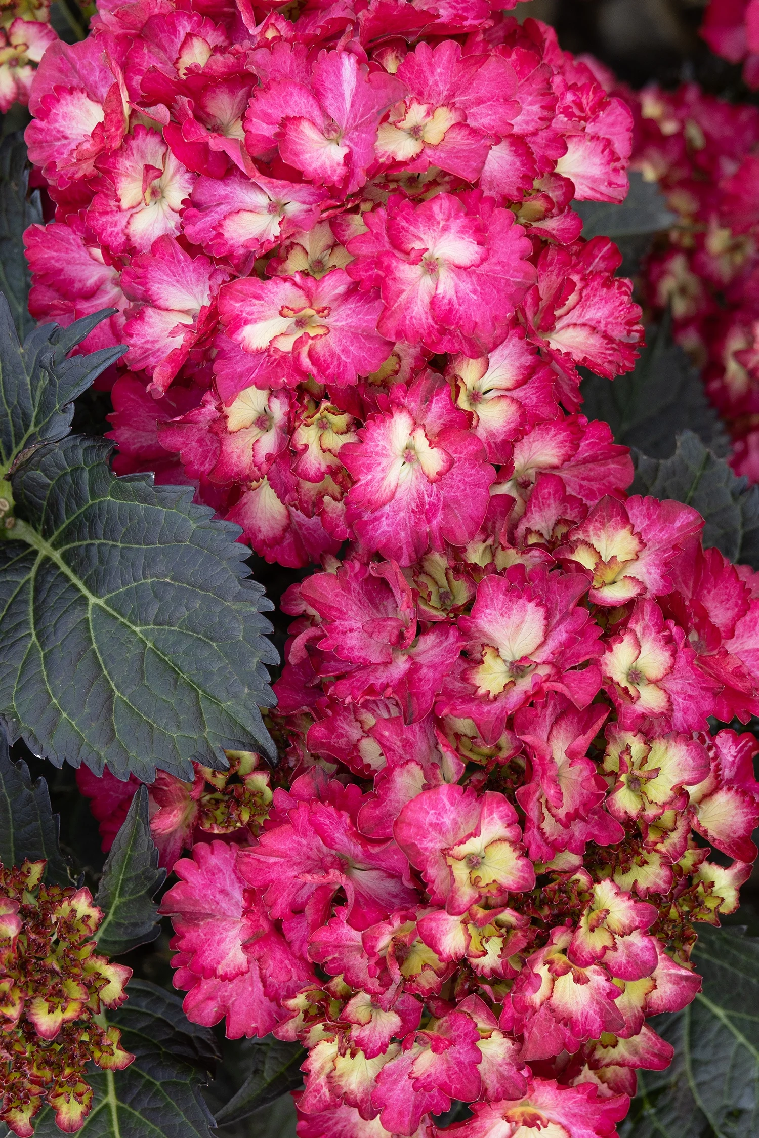 © Monrovia by Doreen Wynja