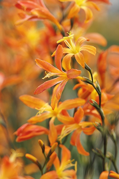 Sunlover Montbretia, Crocosmia 'Sunlover', Monrovia Plant
